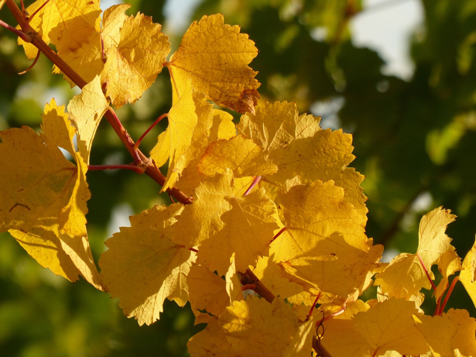 Panasonic Lumix DMC-FZ200 sample photo. Autumn, leaves, vine photography