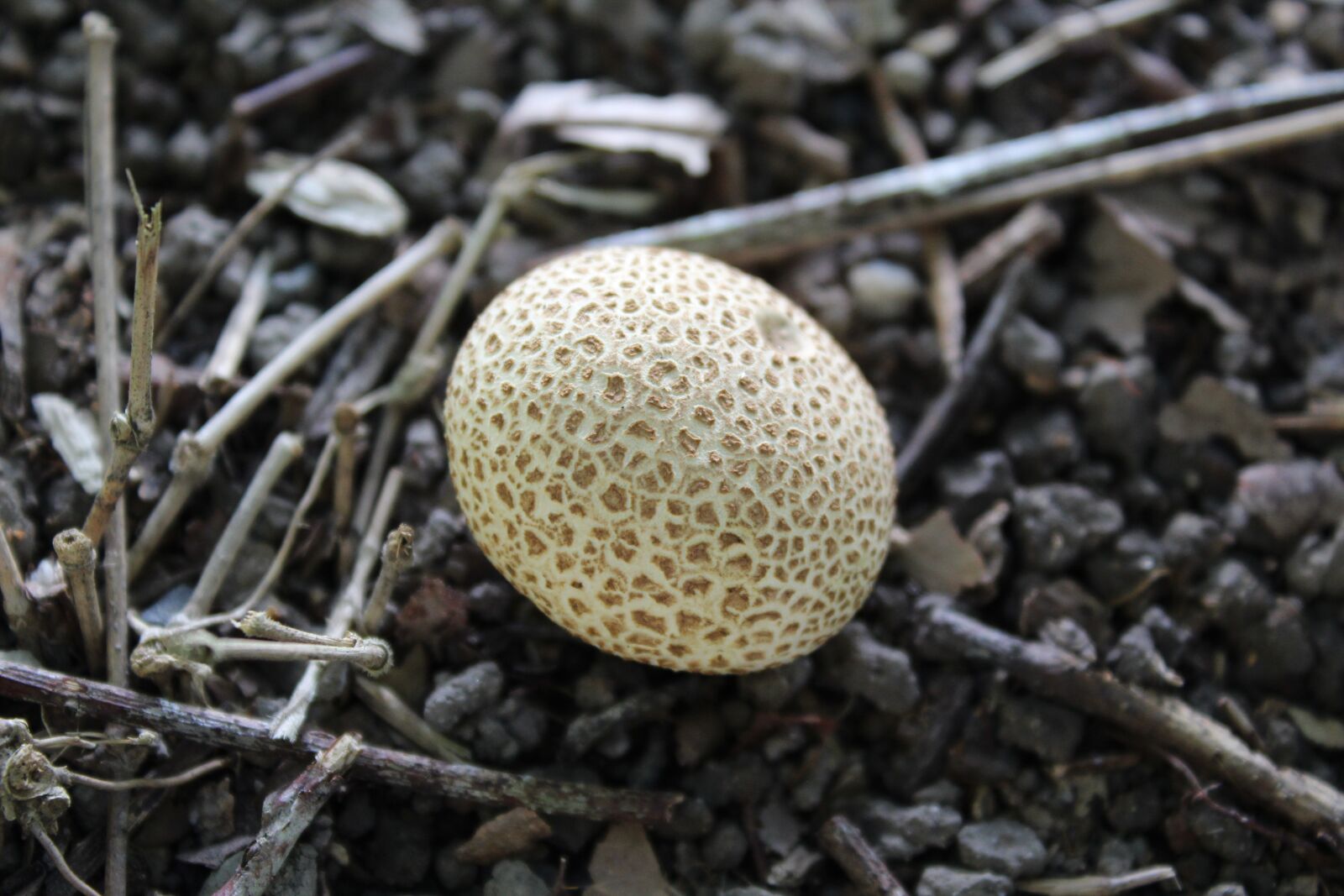 Canon EOS 1300D (EOS Rebel T6 / EOS Kiss X80) sample photo. Mushroom, nature, forest photography