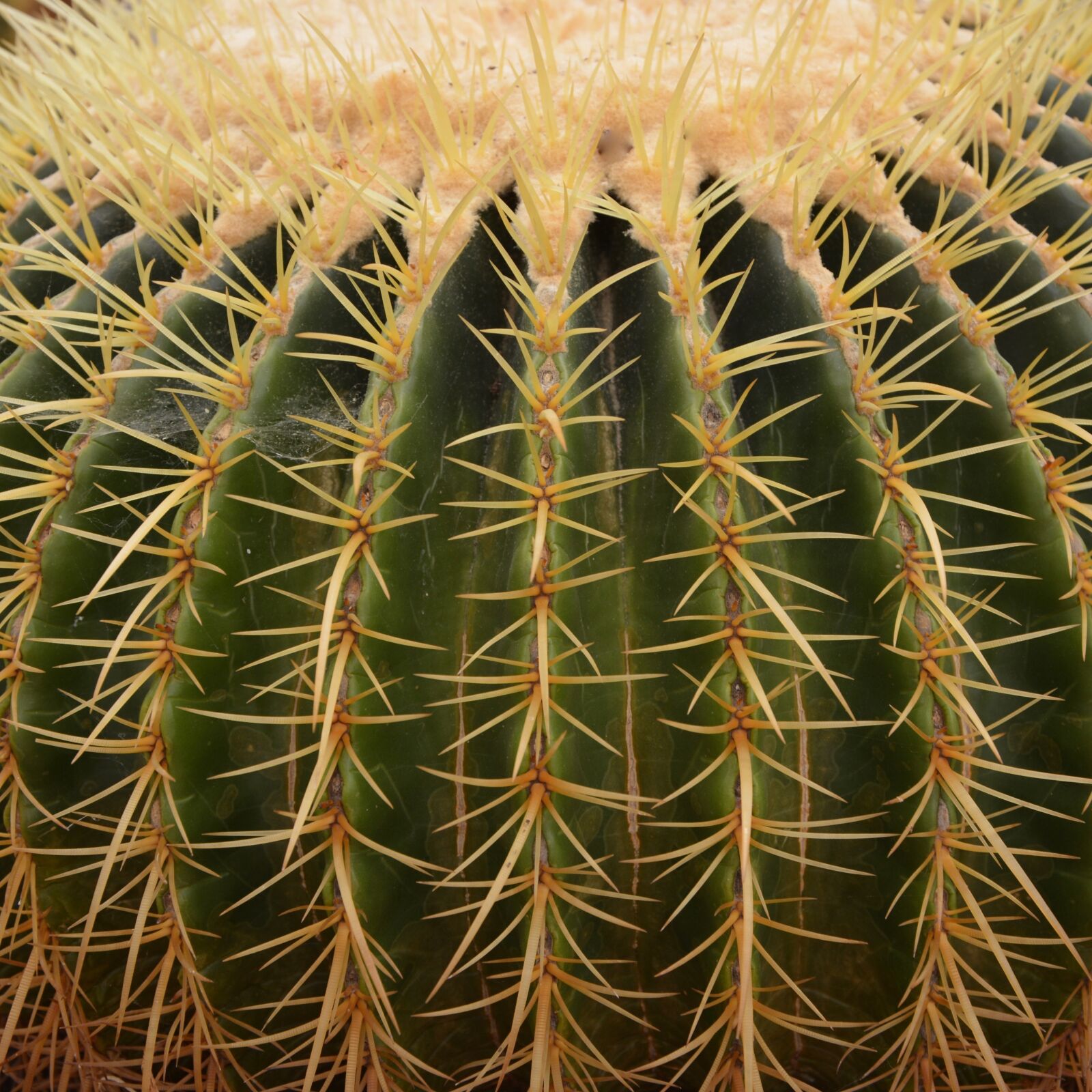 Nikon D5200 sample photo. Cactus, points, plant photography