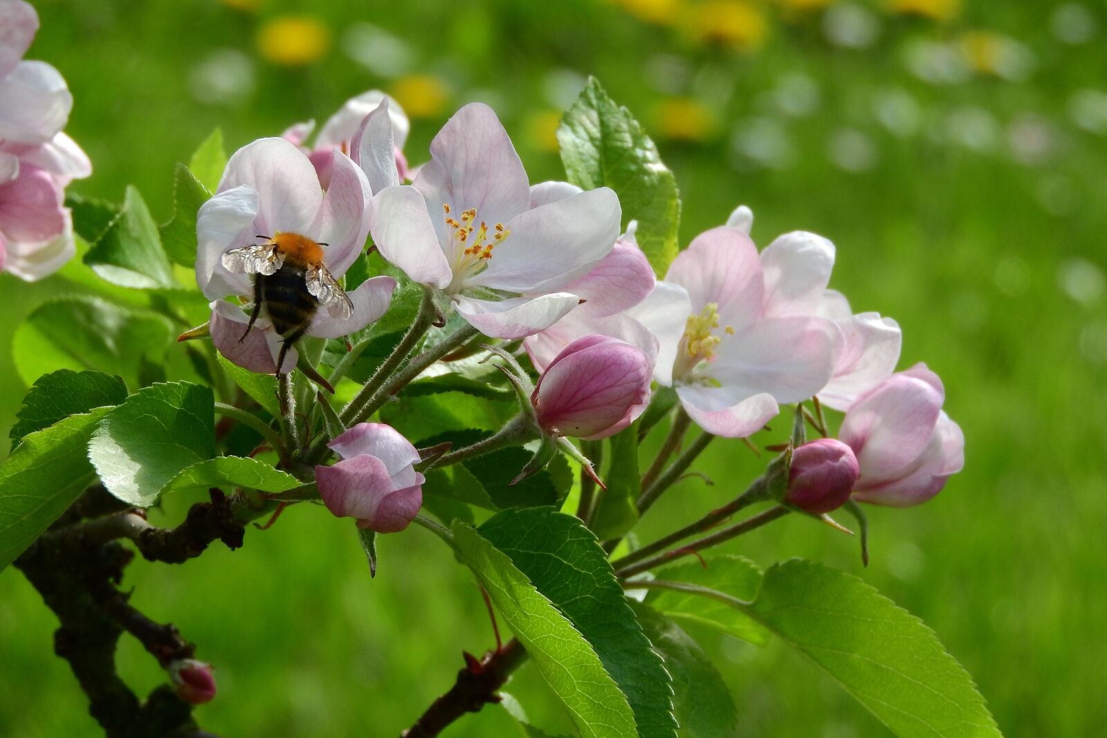 Nikon Coolpix P610 sample photo. Apple-blossom, apple tree, blooming photography