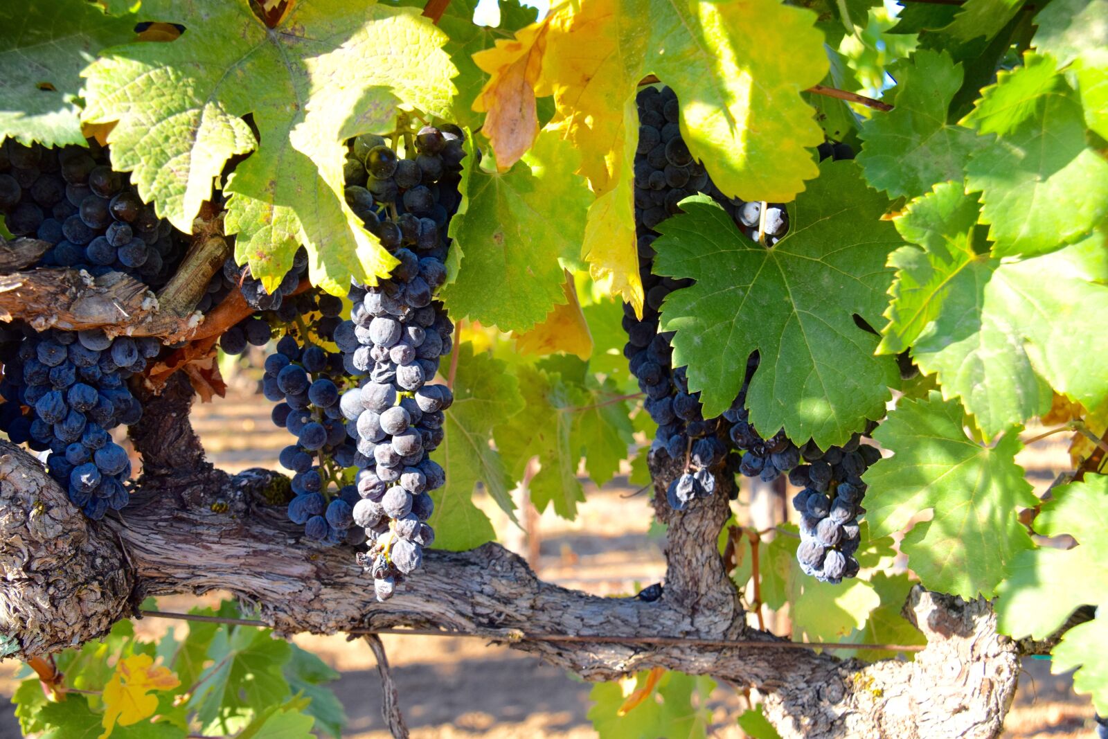 Nikon D5300 sample photo. Grapes, vineyard, vines photography
