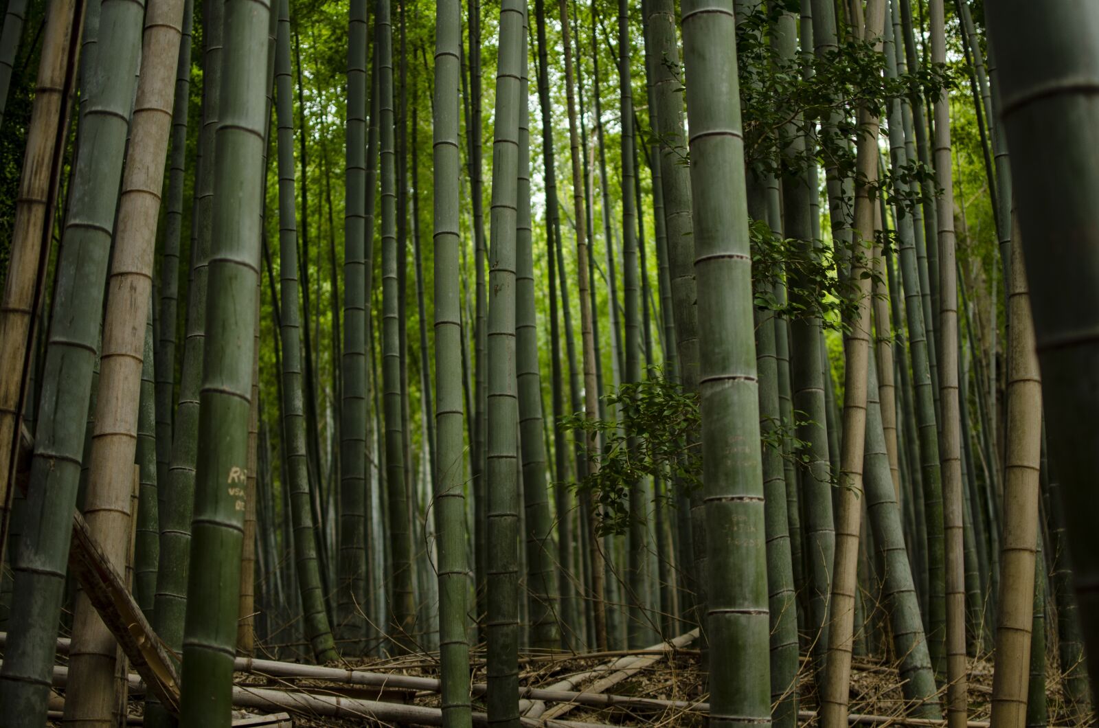 Nikon D5100 sample photo. Bamboo, forest, green photography