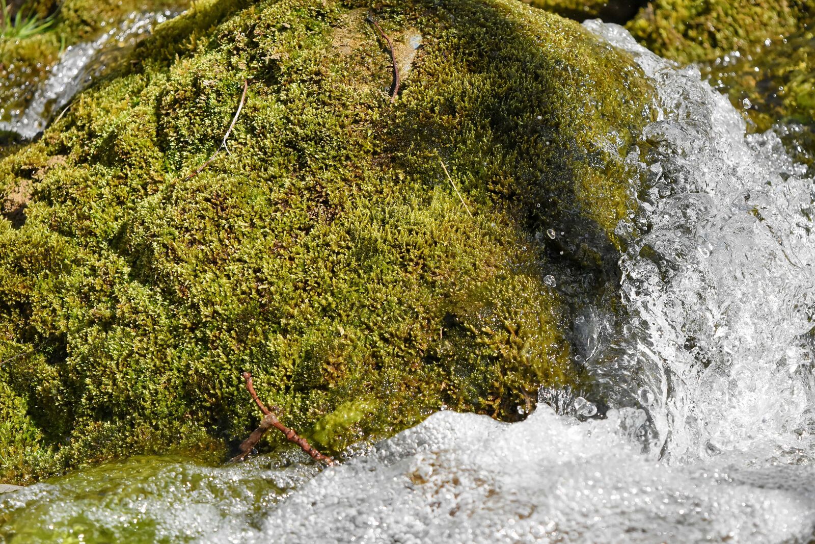 Nikon D5500 sample photo. Lichen, moss, water, nature photography