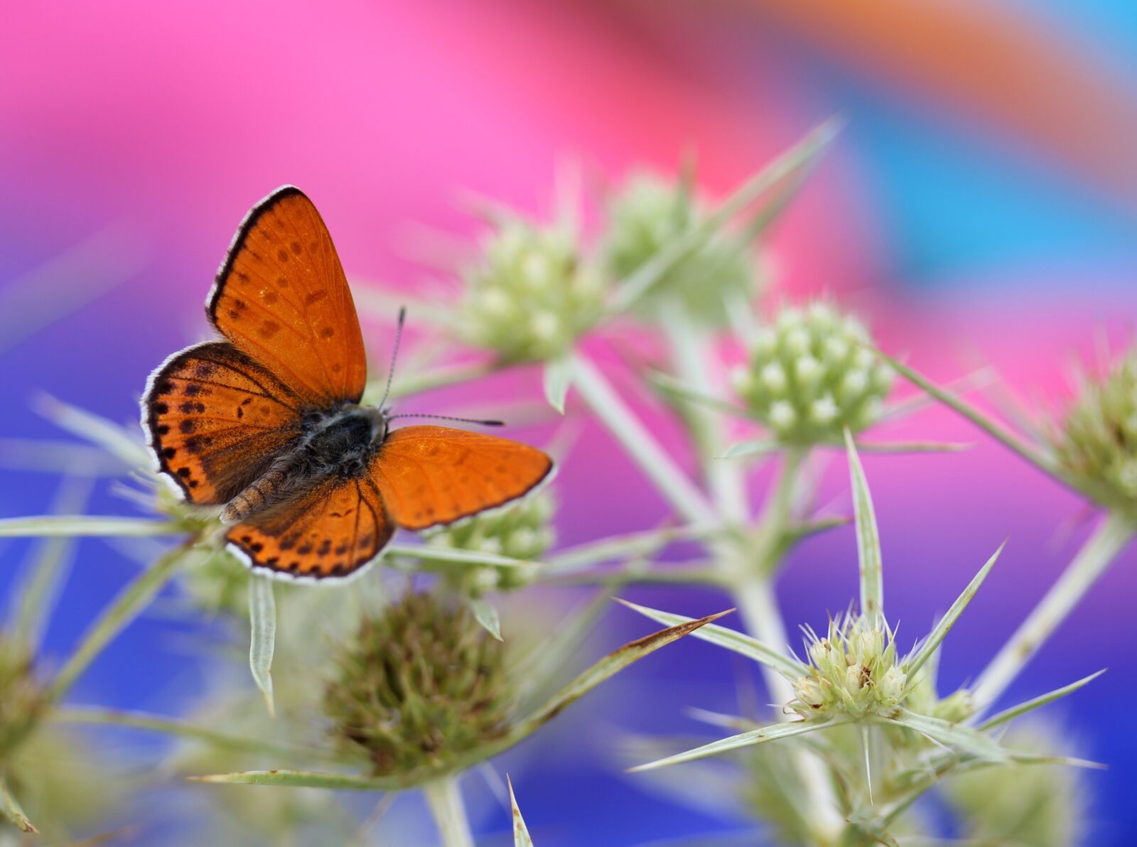 Canon EF-S 60mm F2.8 Macro USM sample photo. Butterfly, red, wings photography
