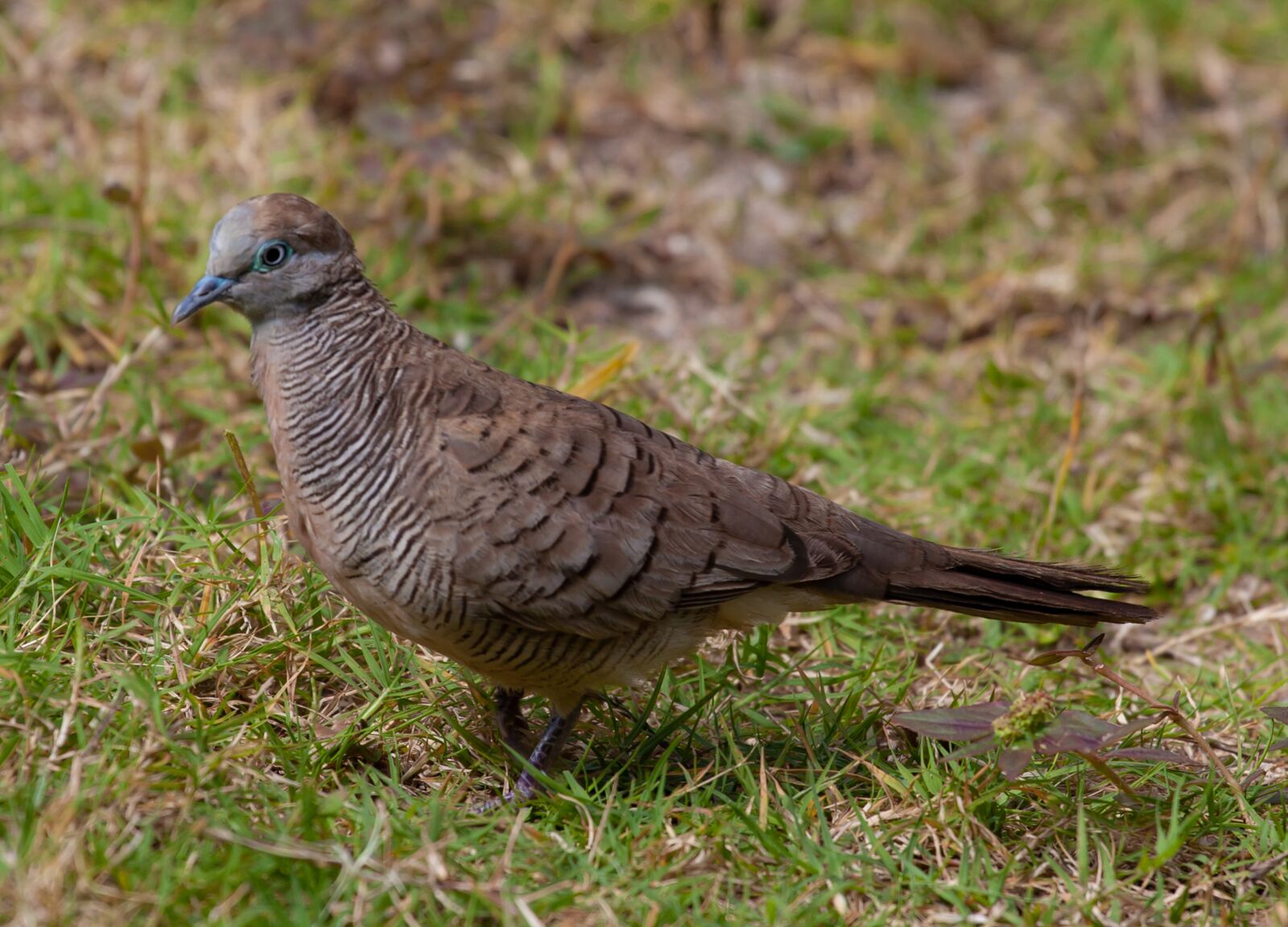 Canon EF 70-200mm F4L USM sample photo. Mauritian zebra dove, zebra photography