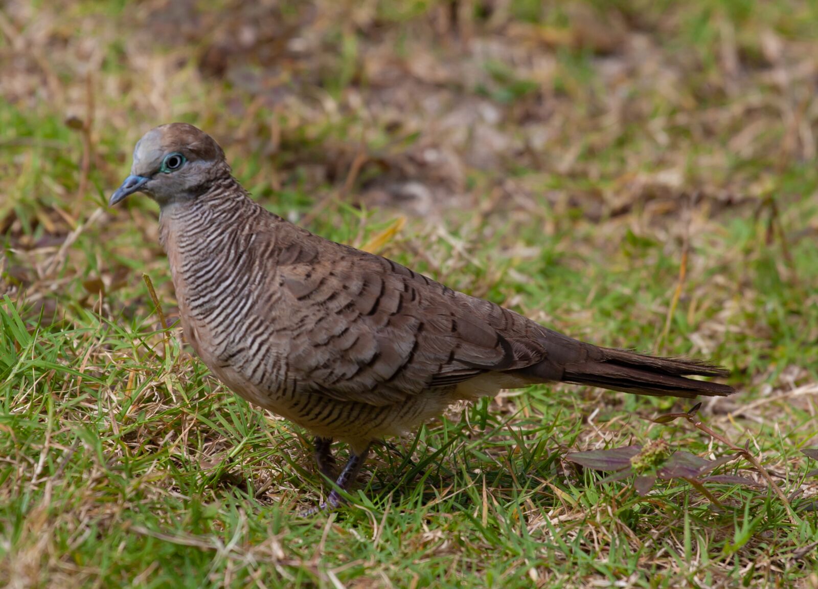 Canon EOS 5D Mark II + Canon EF 70-200mm F4L USM sample photo. Mauritian zebra dove, zebra photography