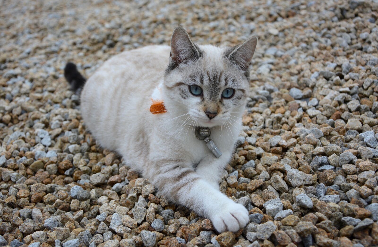 Nikon D5200 sample photo. Kitten, cat eyes, blue photography