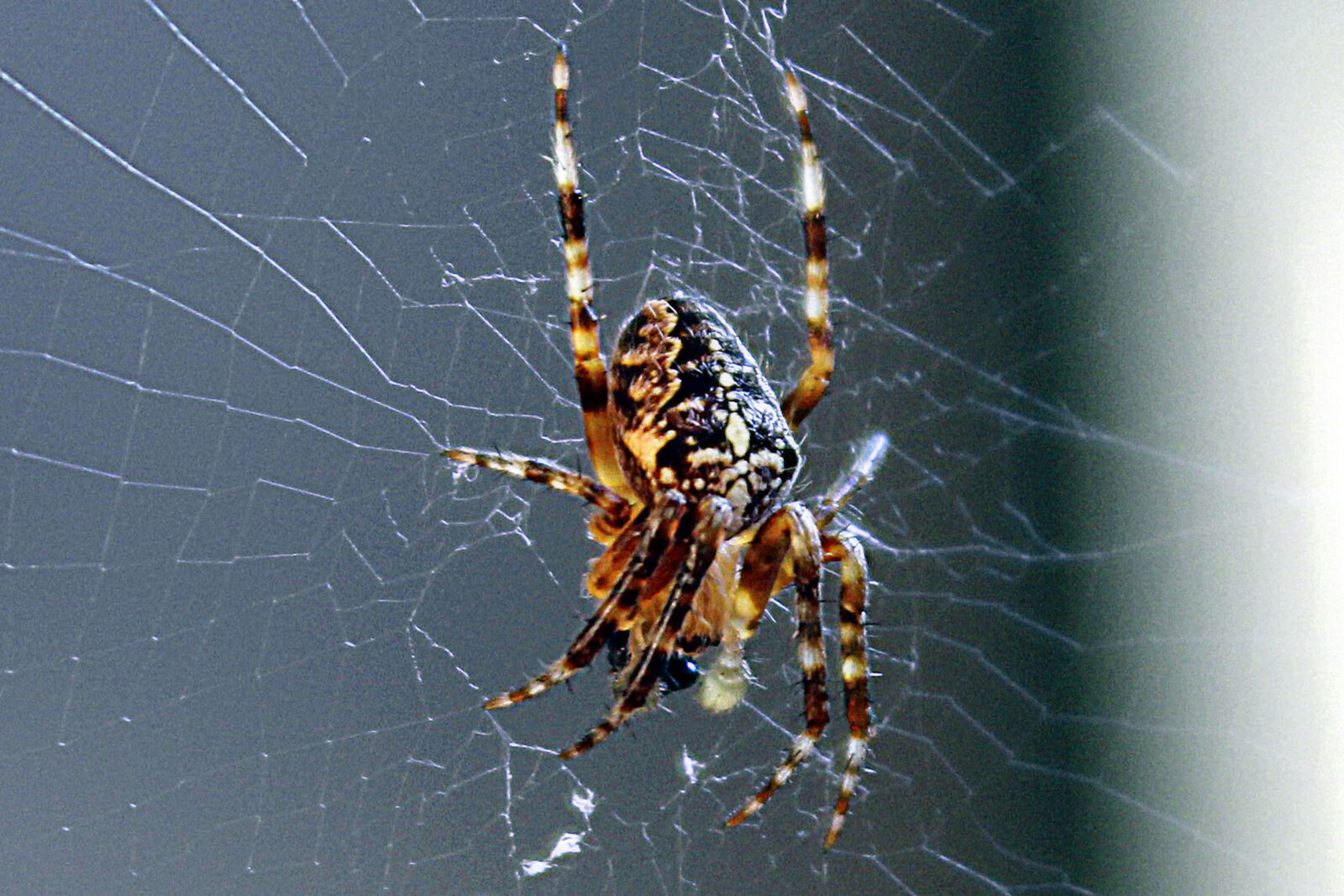 Canon EOS 1200D (EOS Rebel T5 / EOS Kiss X70 / EOS Hi) sample photo. Arachnid, cobweb, spider, spinning photography