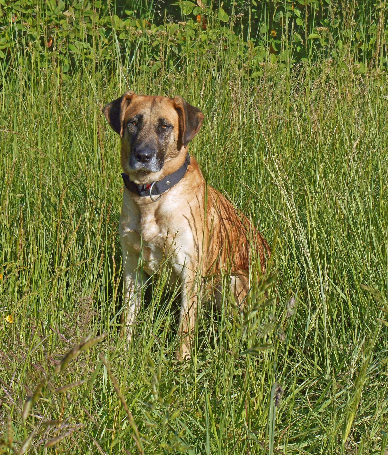 Nikon Coolpix S3500 sample photo. Dog, animal, animals photography