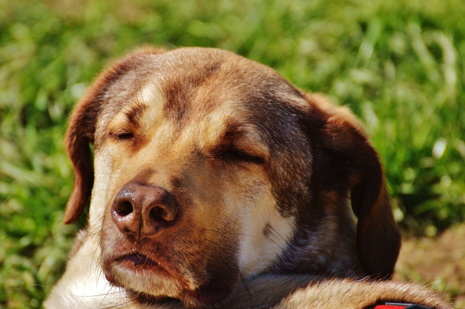 Nikon D3200 sample photo. Dog, sun, enjoy photography