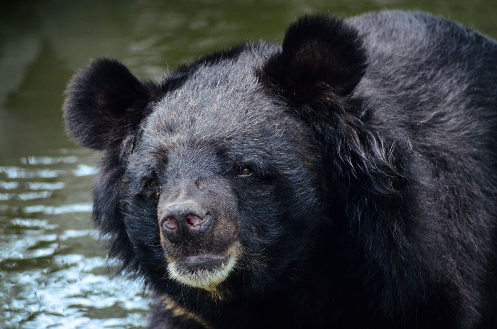 Nikon D7000 sample photo. Bear, black bear, asian photography