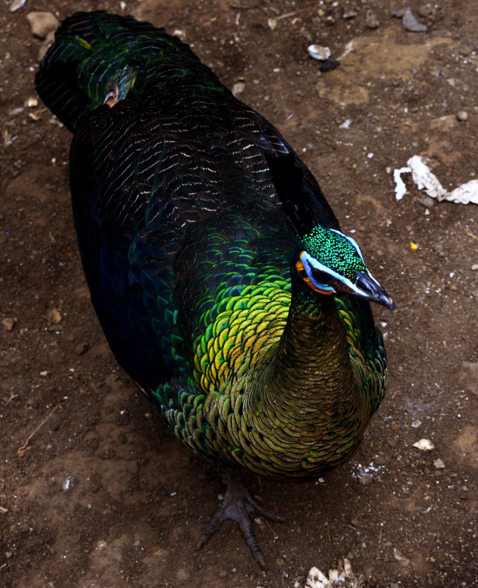 Nikon D5200 sample photo. Peacock, bird, colorful photography