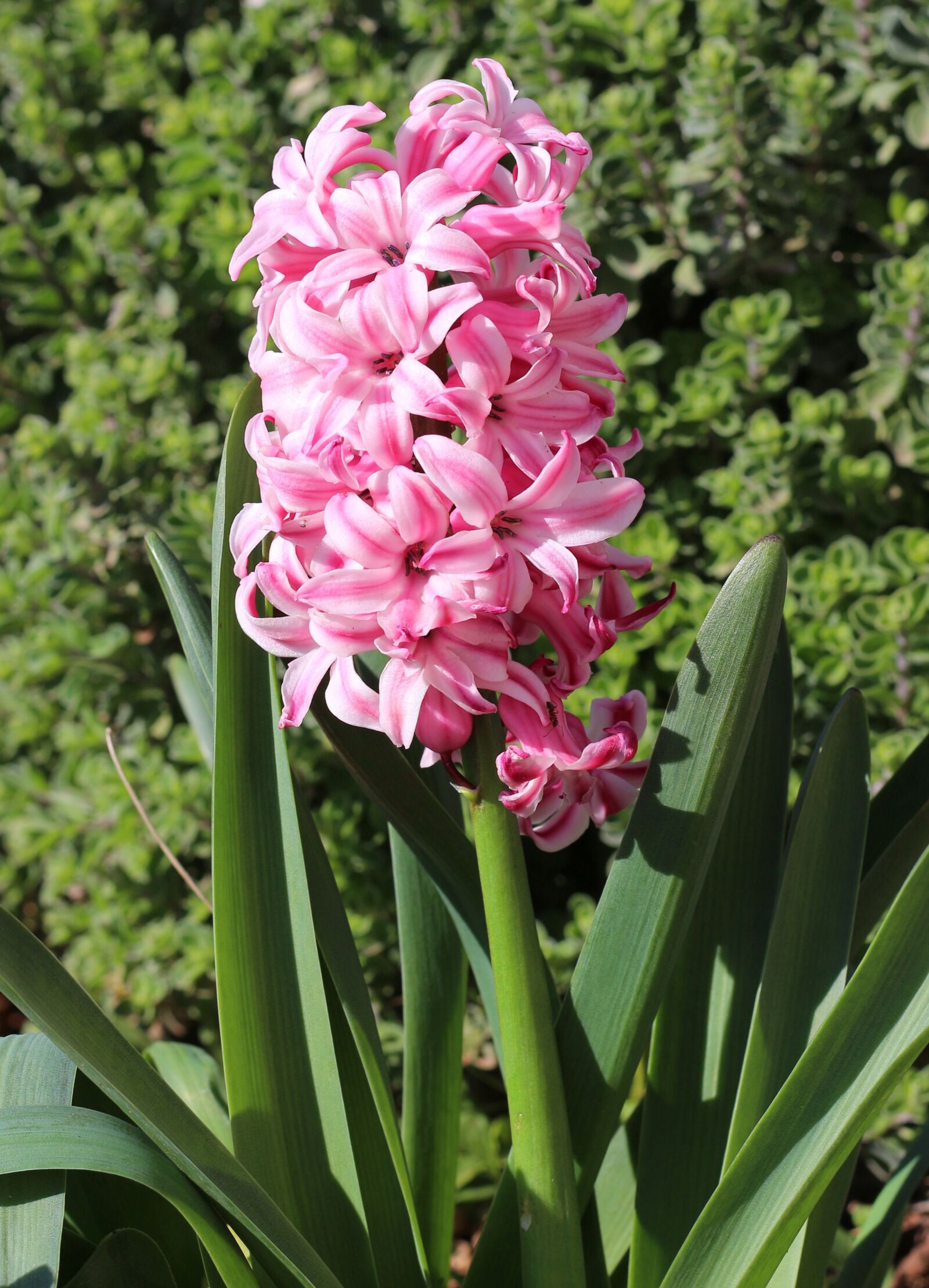 Canon EOS 700D (EOS Rebel T5i / EOS Kiss X7i) sample photo. Hyacinth, pink hyacinth, pi photography