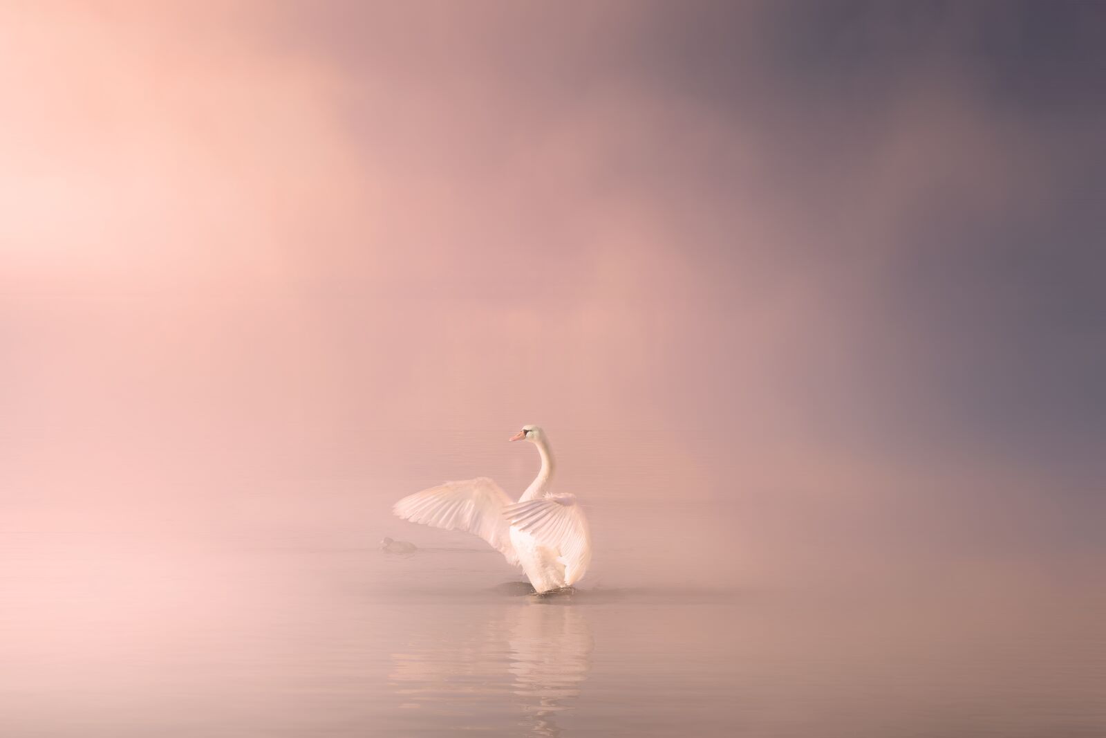 Nikon D5300 sample photo. Swan, lake, water photography