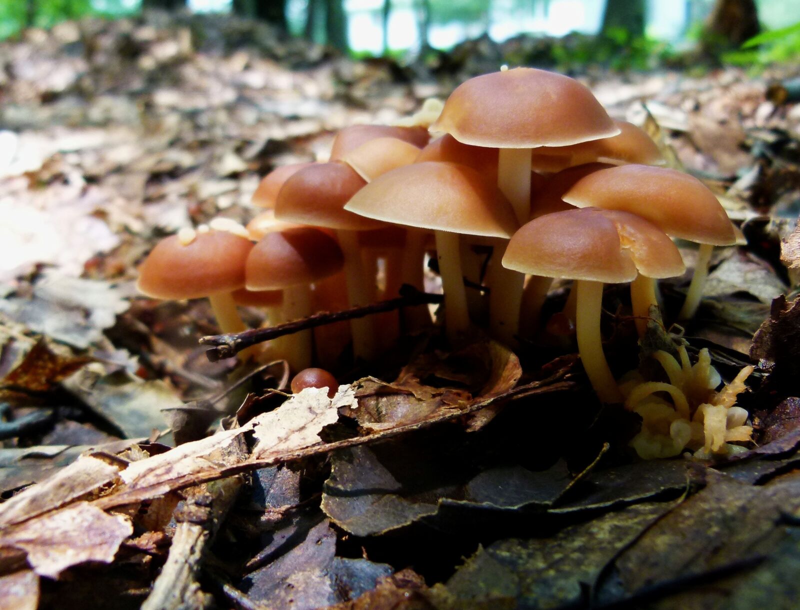 Panasonic Lumix DMC-FZ100 sample photo. Mushrooms, mushroom, fungus photography