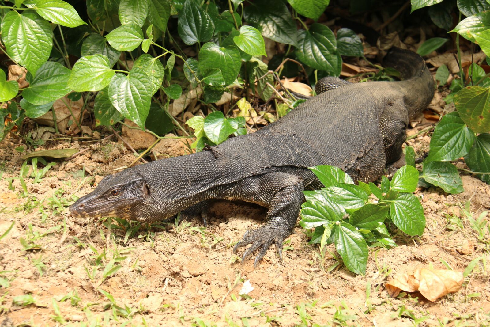 Canon EF-S 18-200mm F3.5-5.6 IS sample photo. Animal, reptile, lizard photography