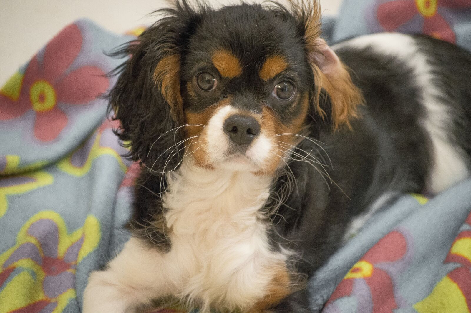 Nikon D3200 sample photo. Dog, cavalier king, puppy photography