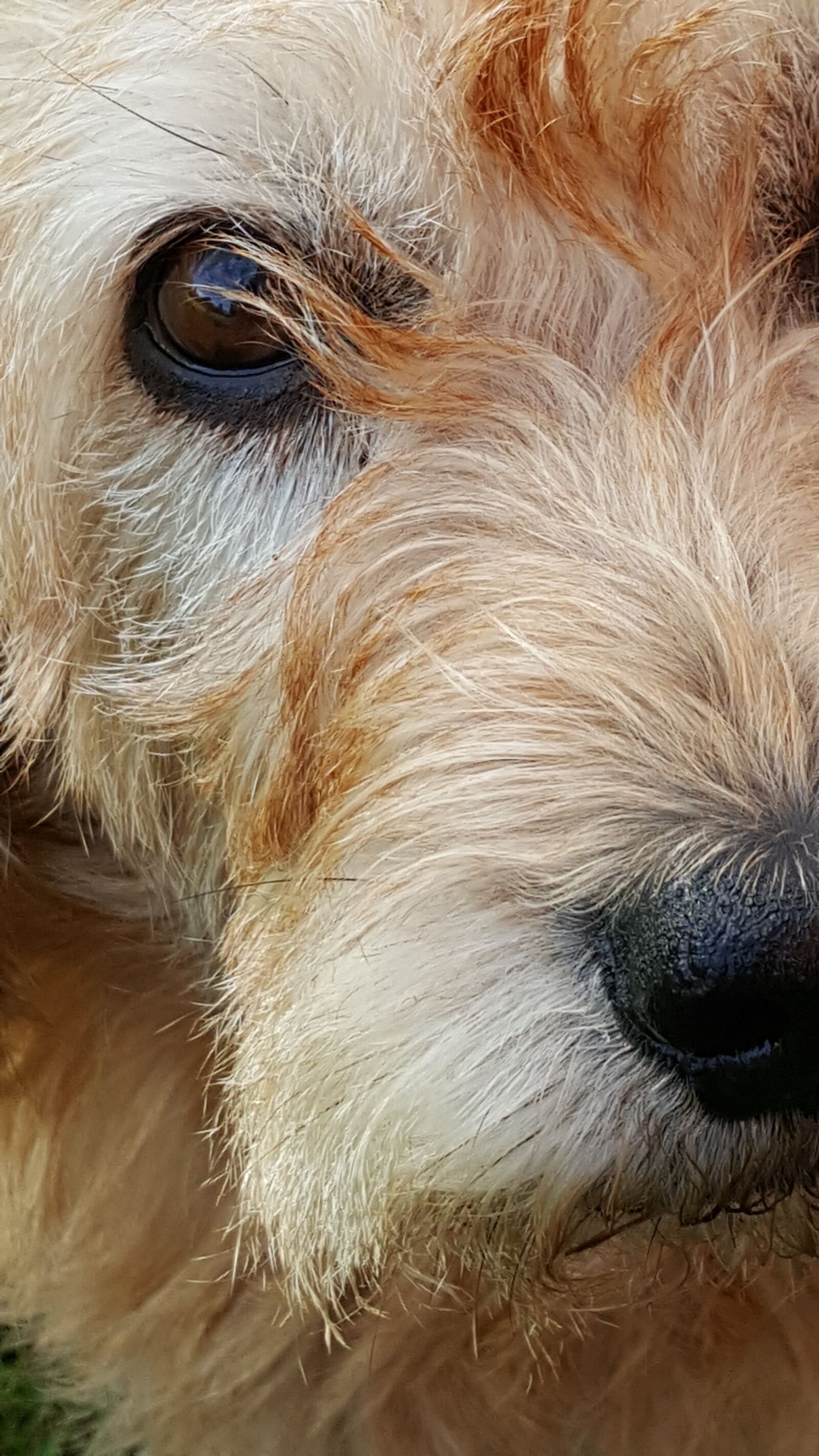 Samsung GALAXY S6 edge sample photo. Eyes, dog, animals photography