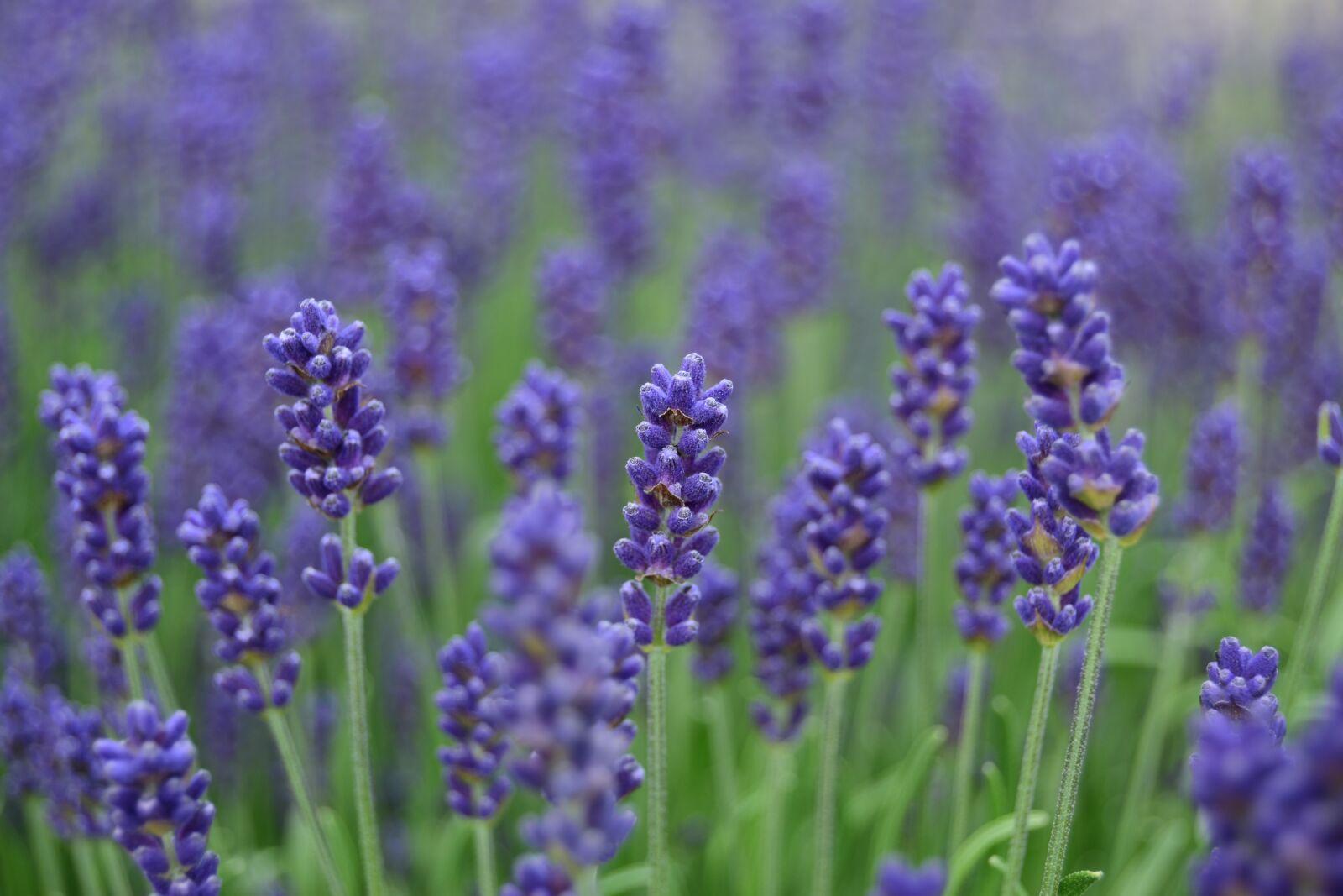 Nikon D5600 sample photo. Lavender macro, spring, fragrance photography