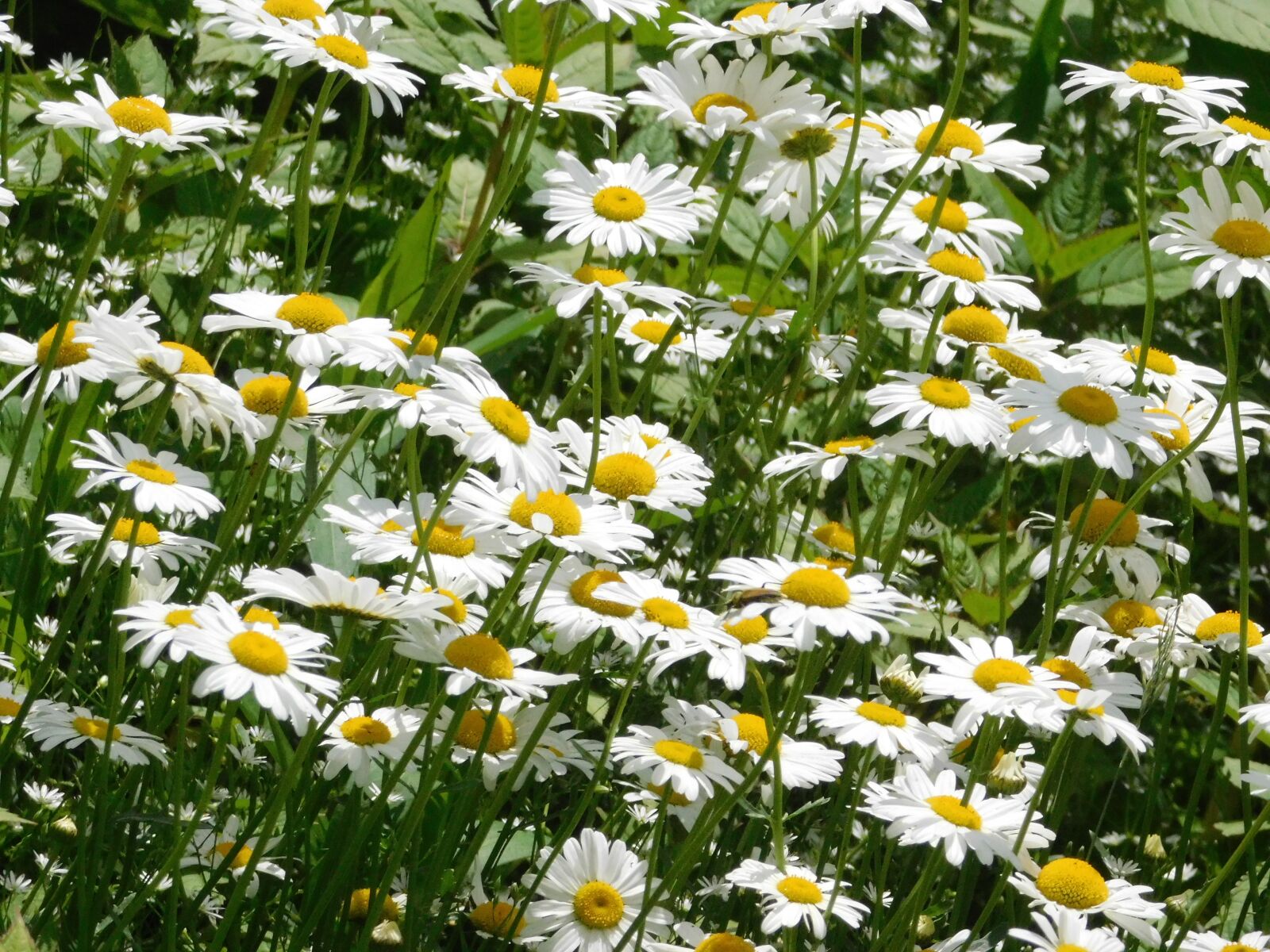 Nikon Coolpix B500 sample photo. Daisy, daisies, flower photography