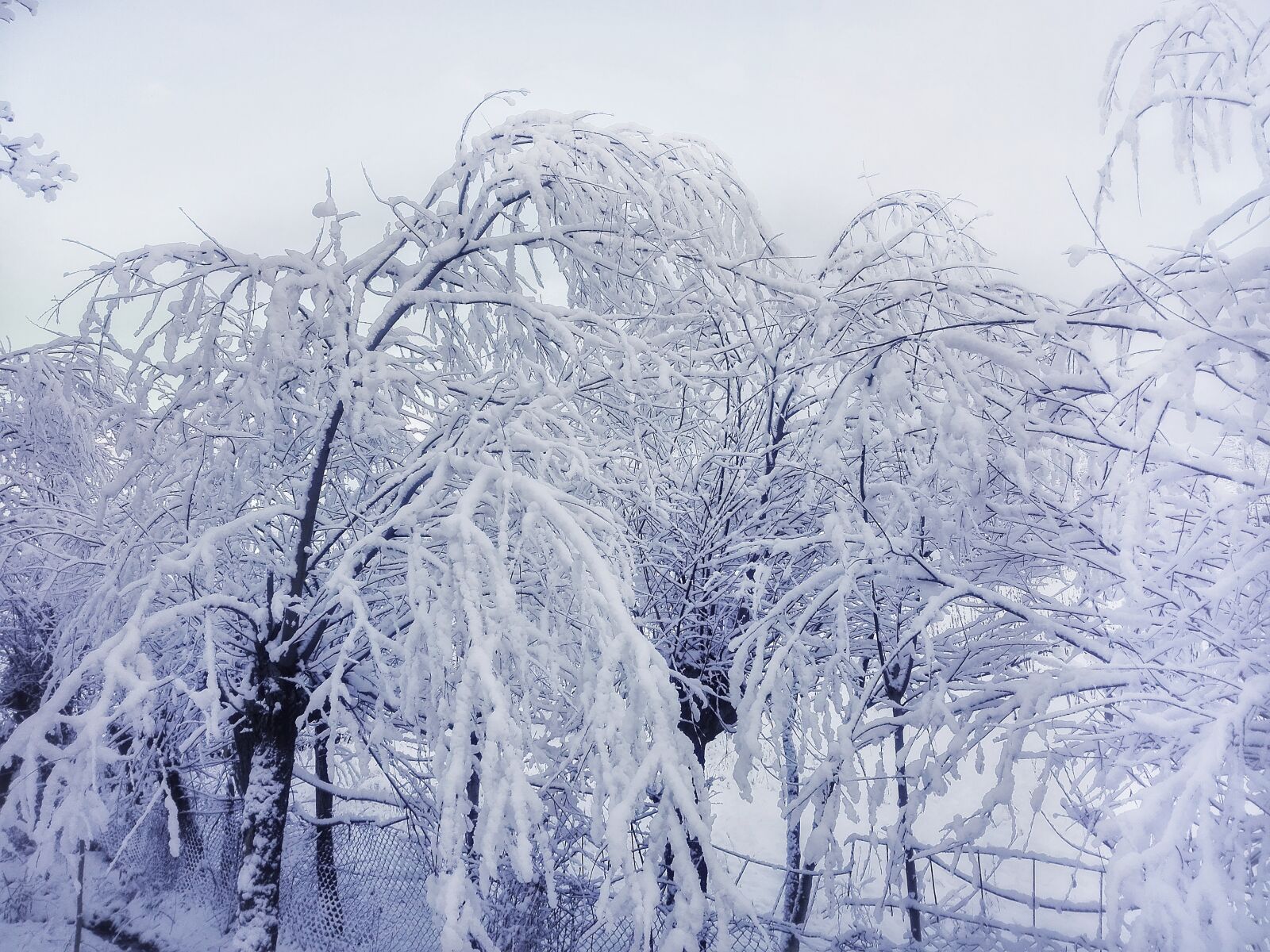 HUAWEI P8 Lite sample photo. Snow, white, tree photography