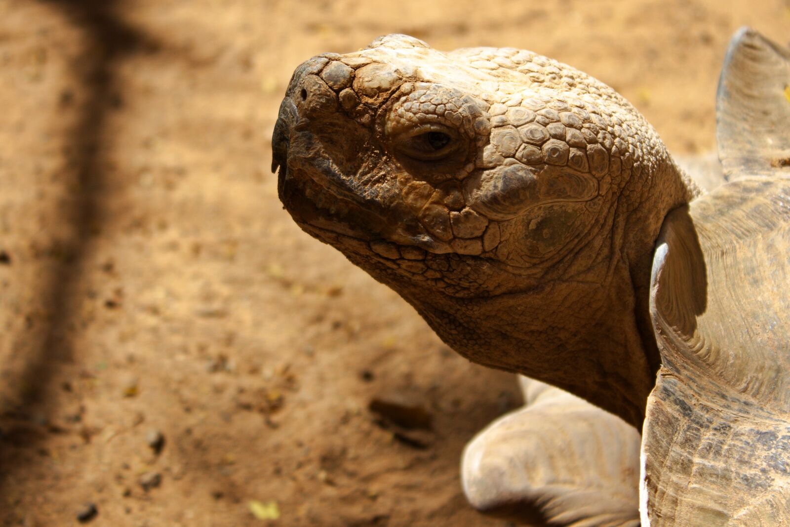 Canon EOS 1100D (EOS Rebel T3 / EOS Kiss X50) sample photo. Turtle, reptile, shell photography