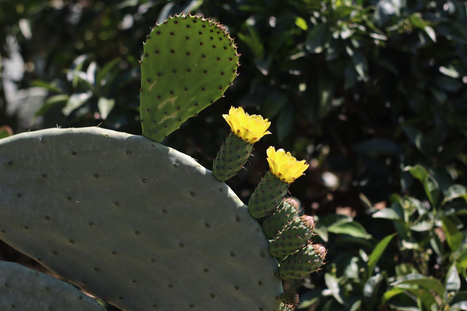 Canon EOS M50 (EOS Kiss M) sample photo. Cactus, tunera, prickly pear photography