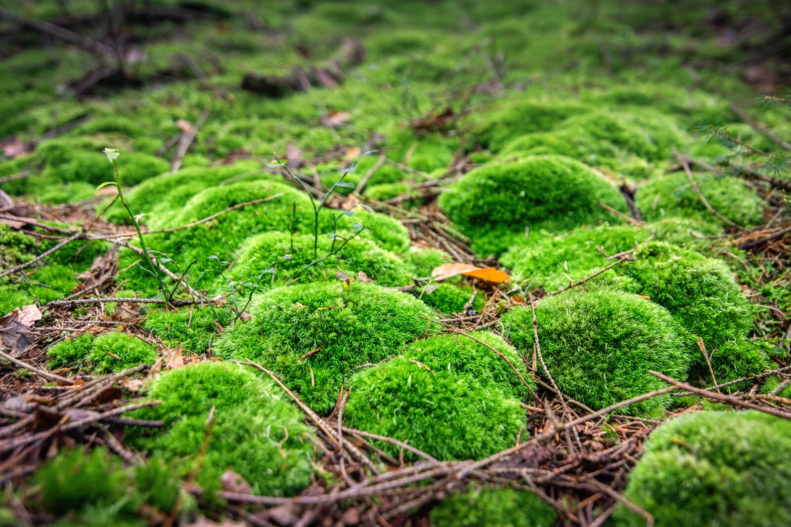 Tokina AT-X 16-28mm F2.8 Pro FX sample photo. Moss, forest, green photography
