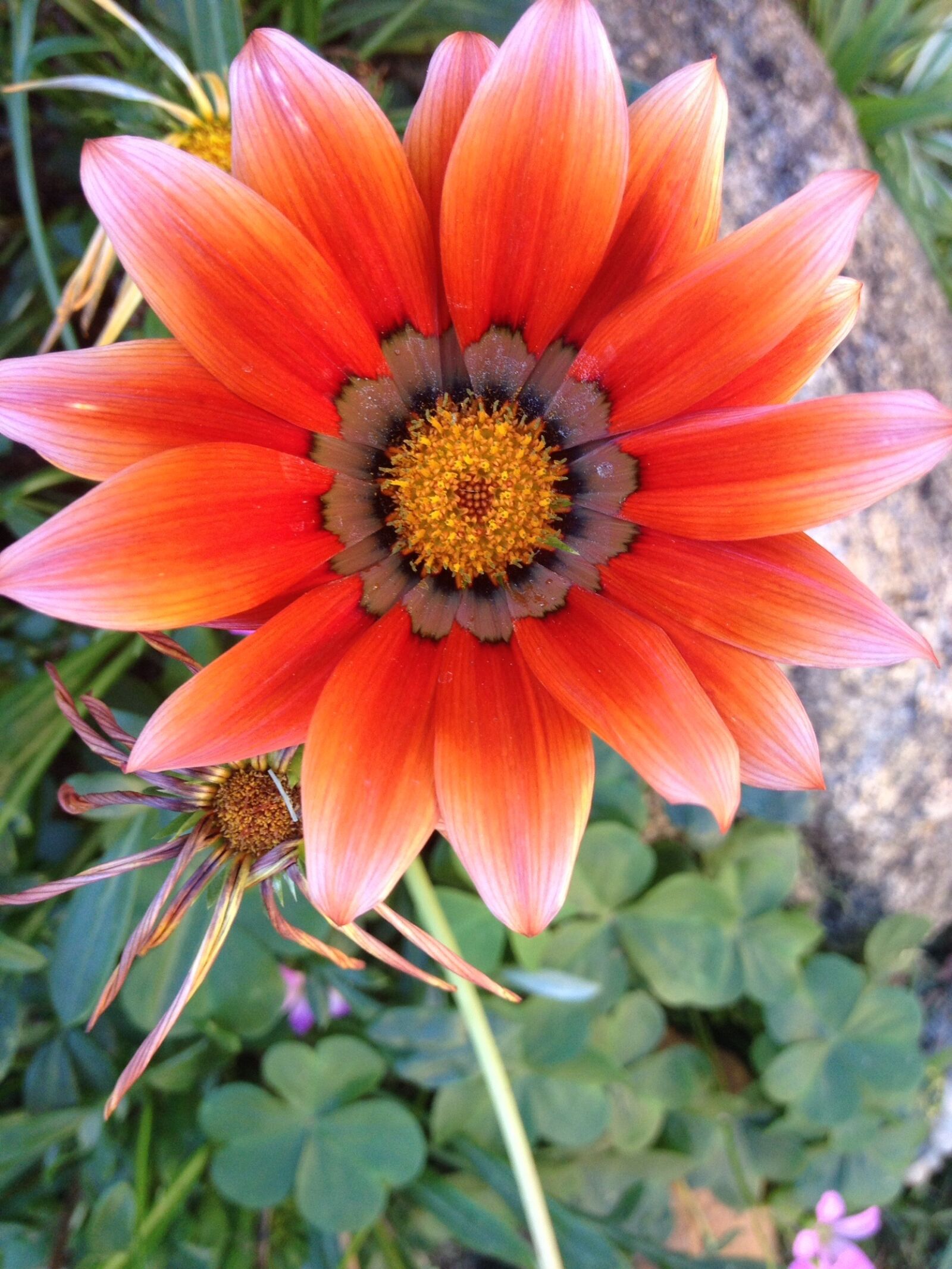 iPhone 4S back camera 4.28mm f/2.4 sample photo. Flowers, colorful, colorful flowers photography