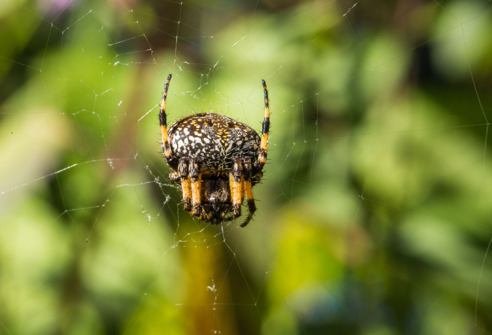 Canon EOS 6D + Canon EF 100mm F2.8L Macro IS USM sample photo. Spider photography