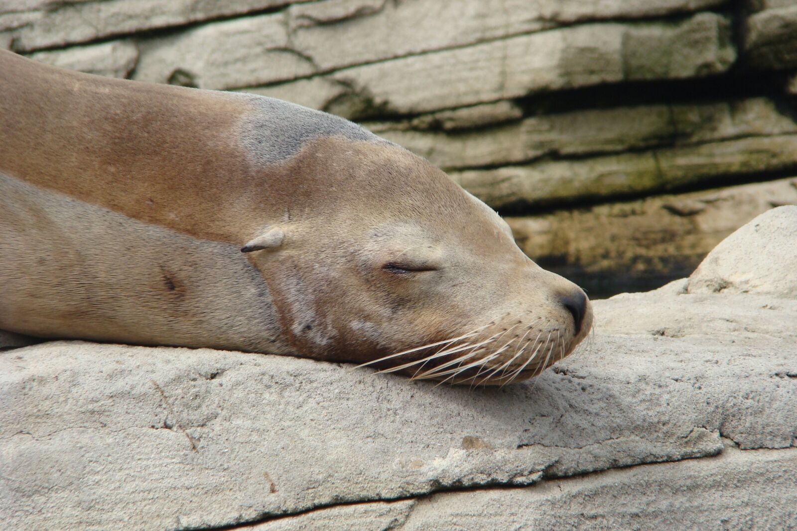 Sony DSC-H9 sample photo. Sleep, sea lion, rest photography