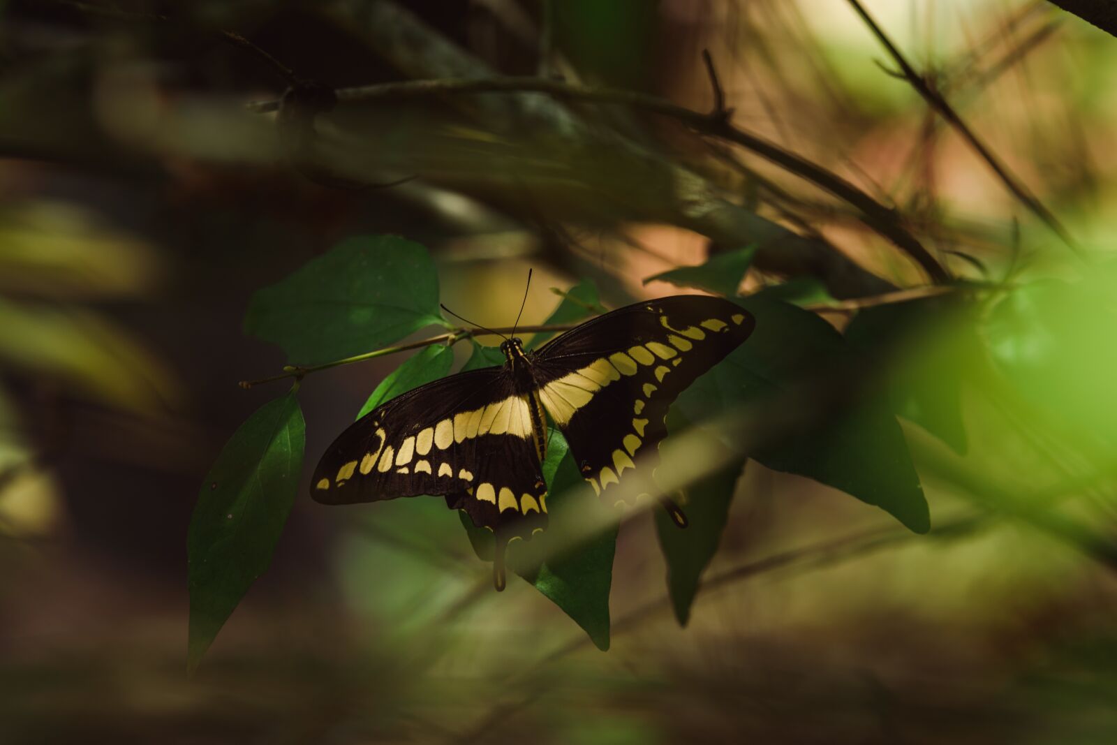 Nikon D5600 sample photo. Butterfly, yellow, greenery photography