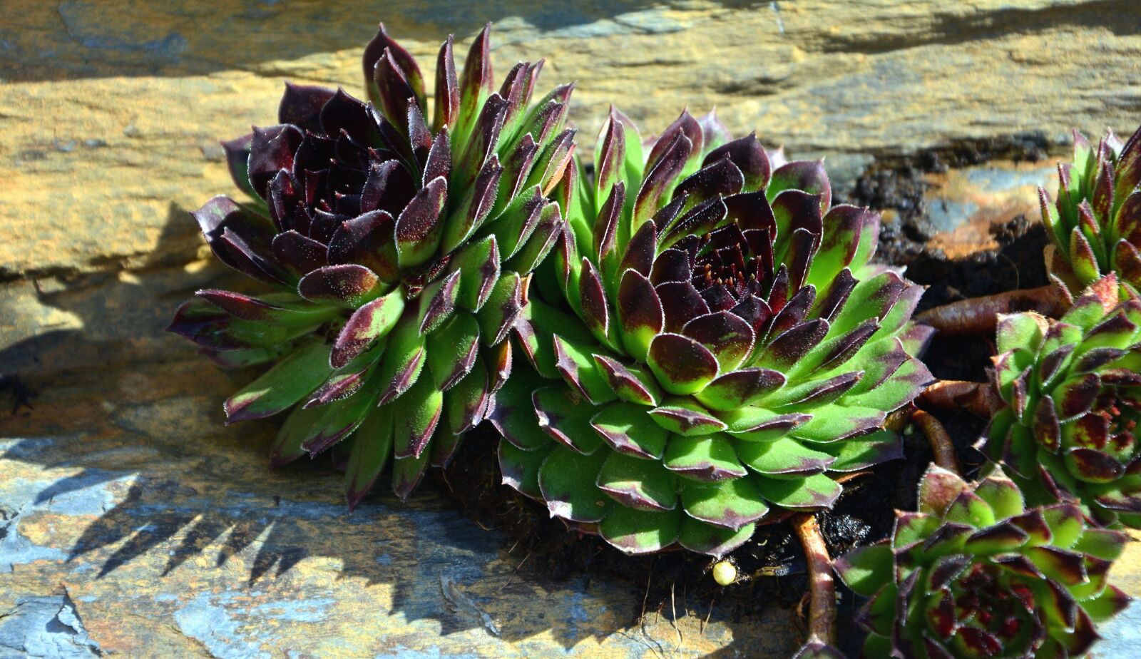 Nikon D5200 sample photo. Plant, leaf, shadow, flower photography