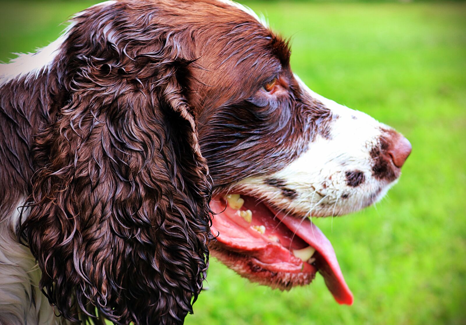 Canon EOS 750D (EOS Rebel T6i / EOS Kiss X8i) sample photo. Dog, spaniel, pet photography