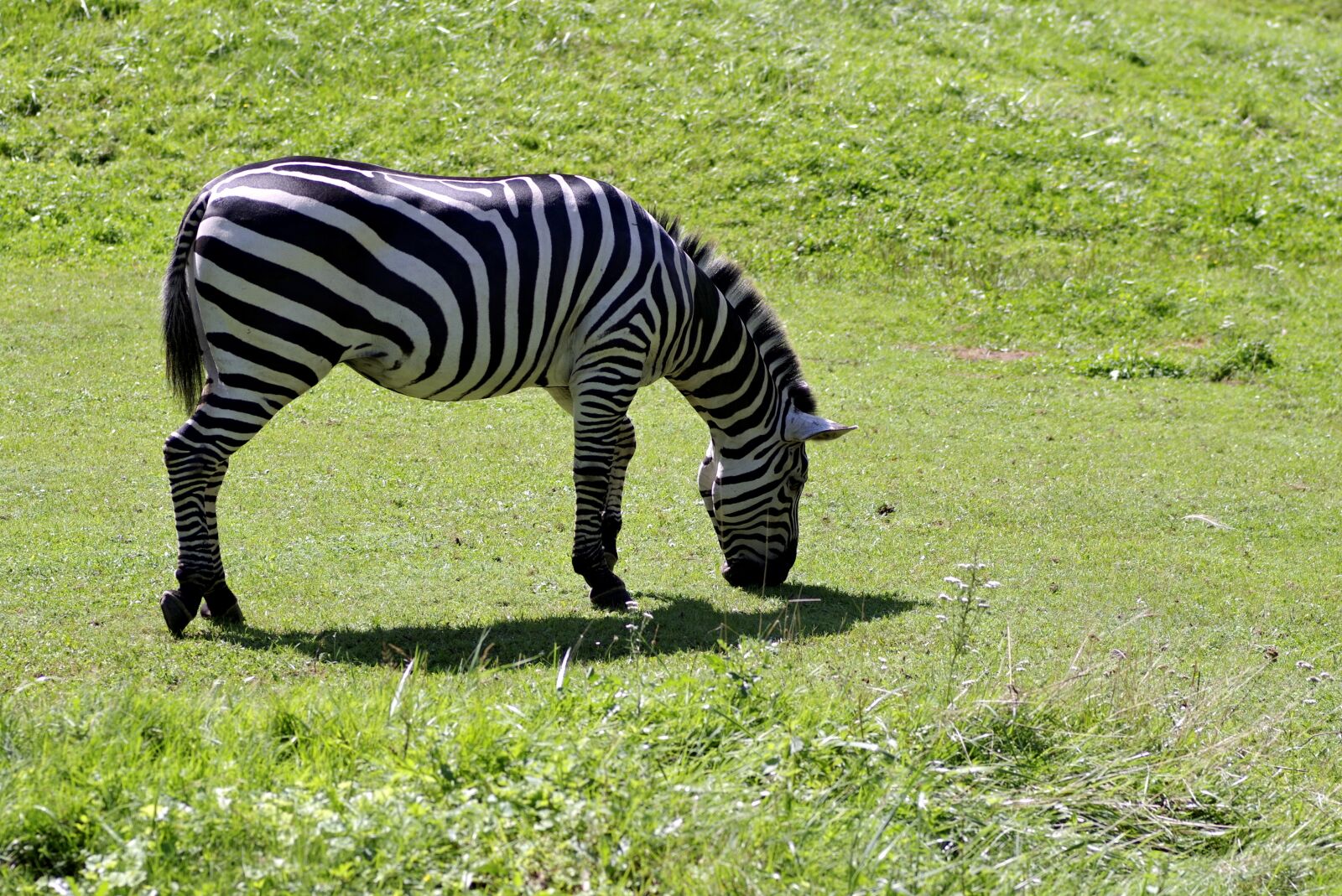 Pentax K-S2 sample photo. Zebra, single, mammal photography
