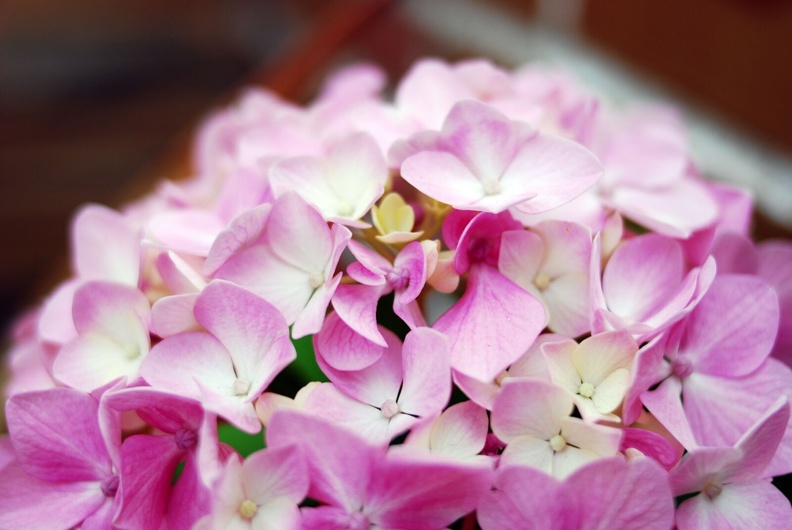 Nikon D80 sample photo. Flower, plant, nature photography