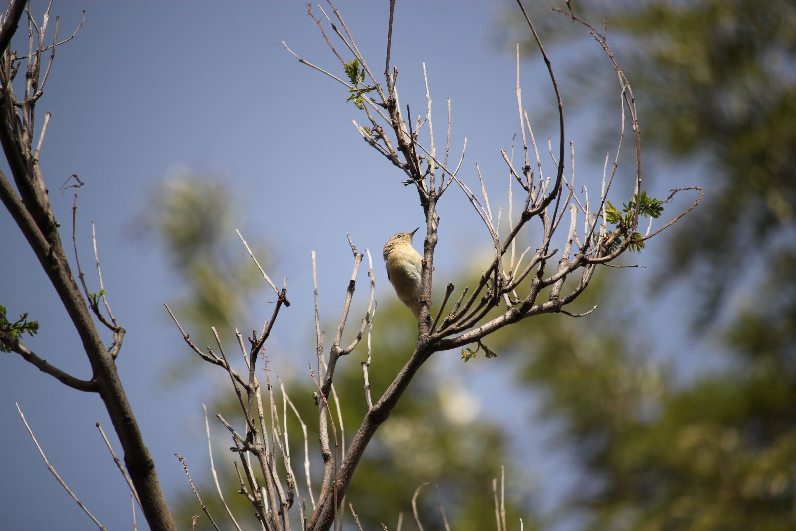 Canon EOS 550D (EOS Rebel T2i / EOS Kiss X4) sample photo. Chiffchaff, bird, nature photography