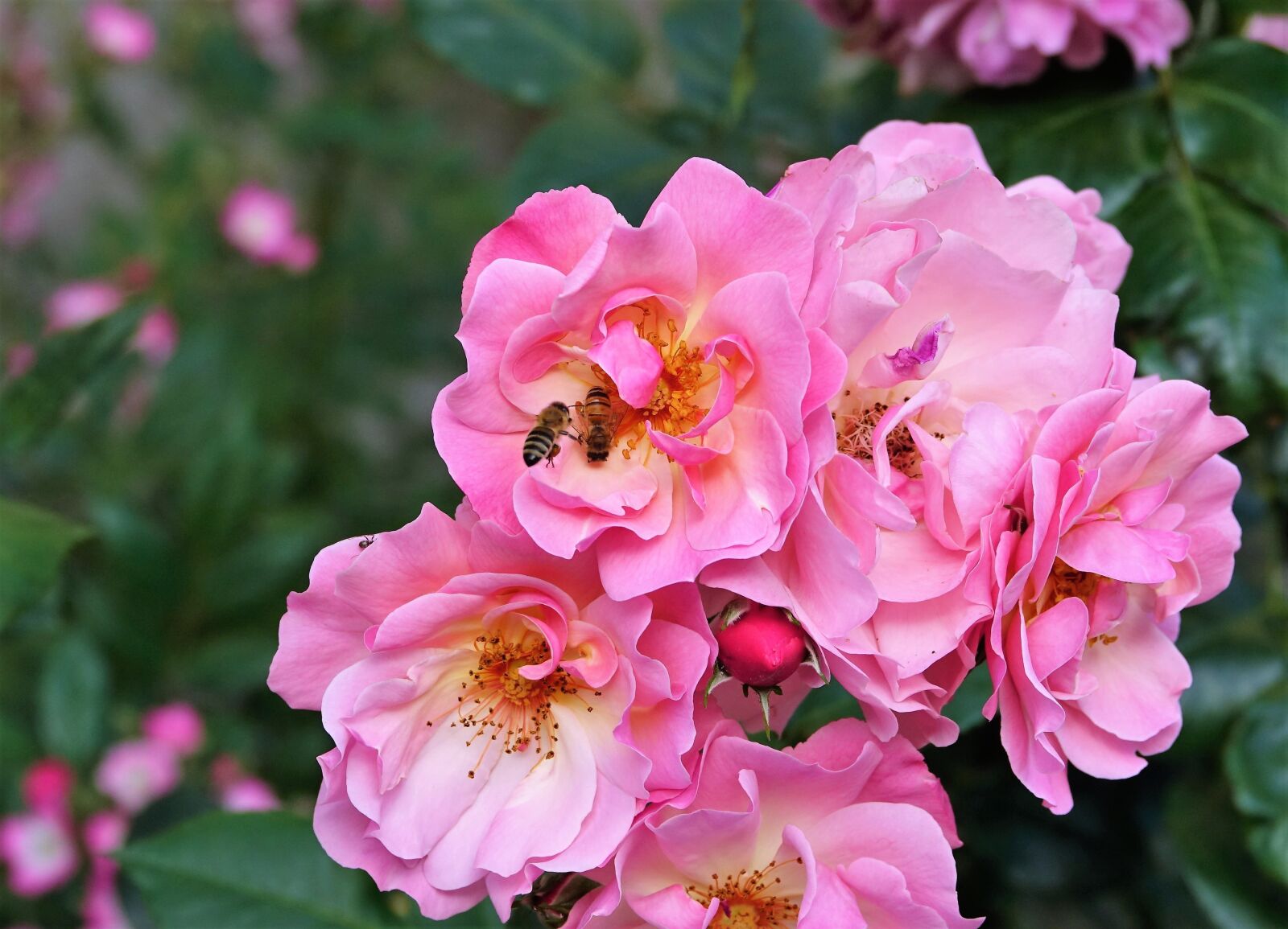 Sony Cyber-shot DSC-RX10 III sample photo. Flower, rose, bee photography