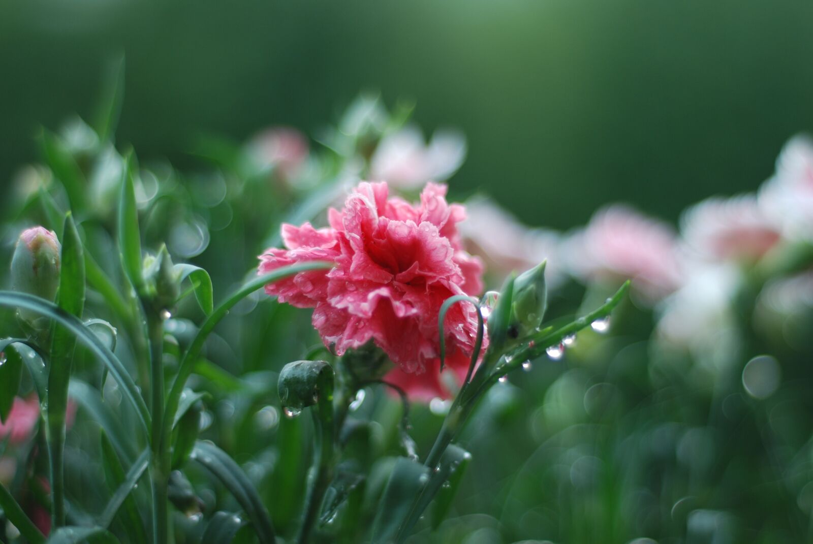 Nikon D80 sample photo. Pink, spring, flower photography