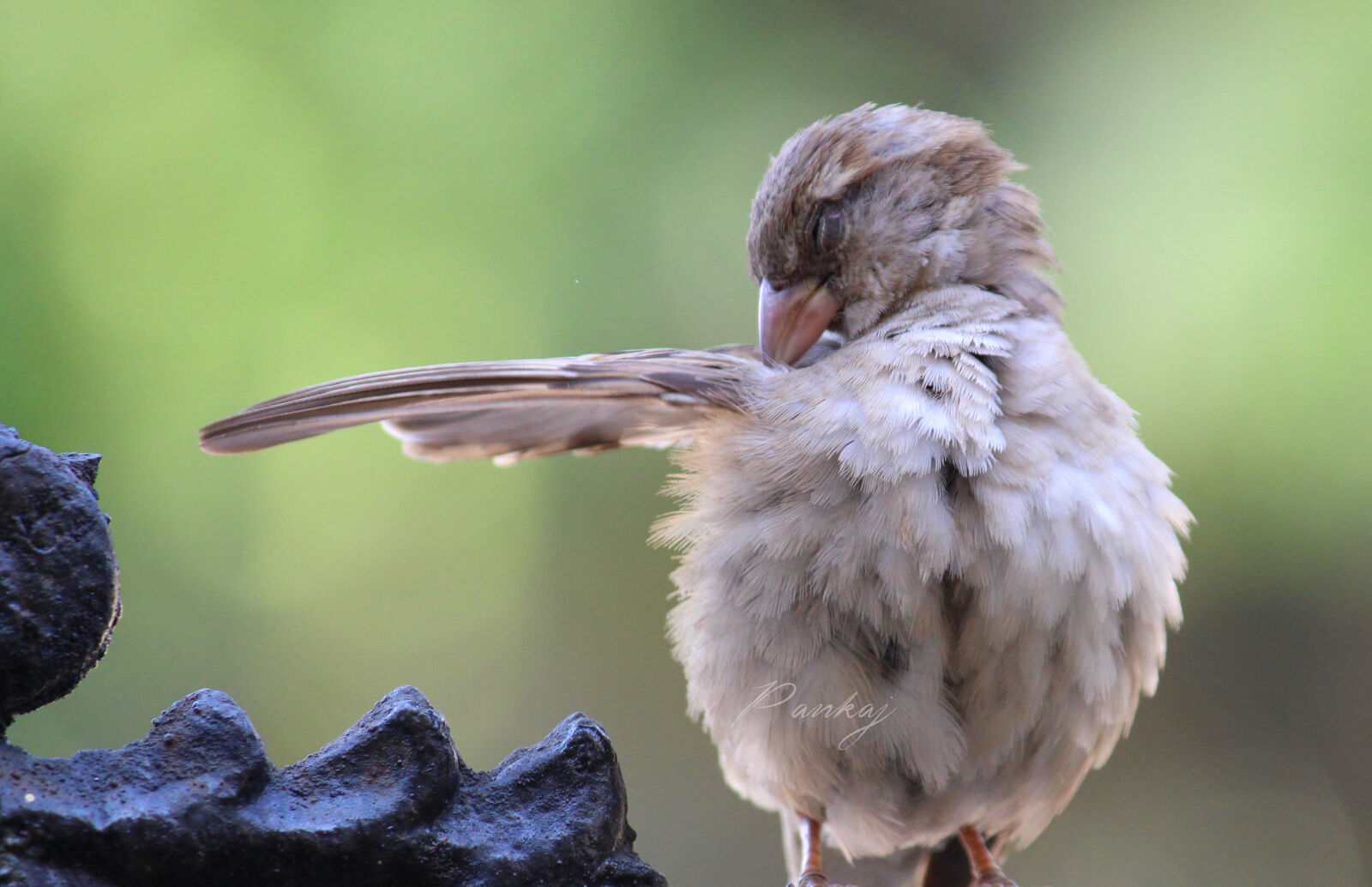 Canon EOS 700D (EOS Rebel T5i / EOS Kiss X7i) sample photo. Bird, nature photography