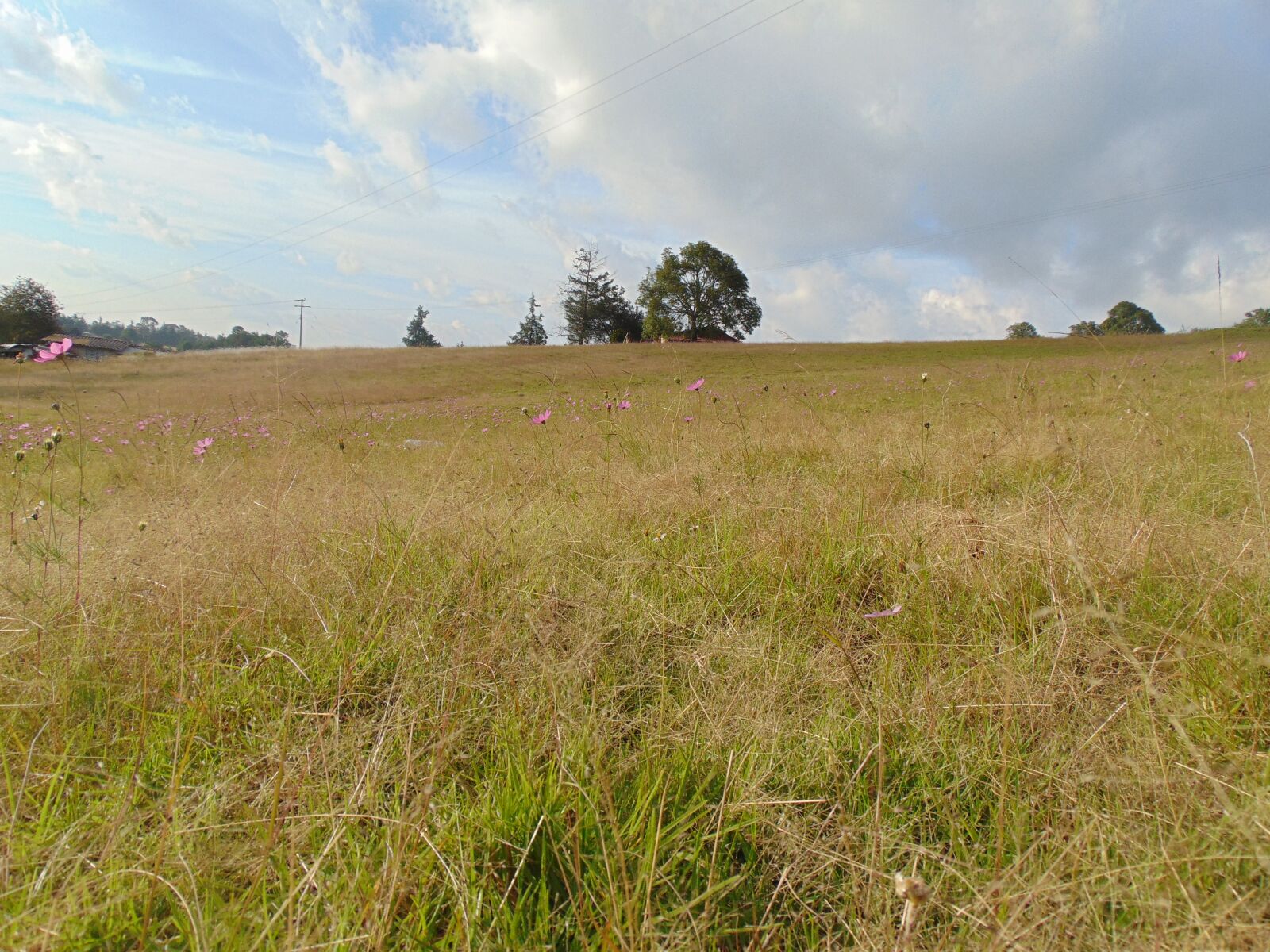Sony Cyber-shot DSC-H300 sample photo. Campo, field, nature photography