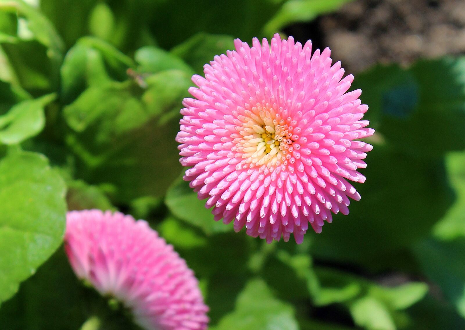Canon EOS 1200D (EOS Rebel T5 / EOS Kiss X70 / EOS Hi) sample photo. Daisy, spring, pink photography