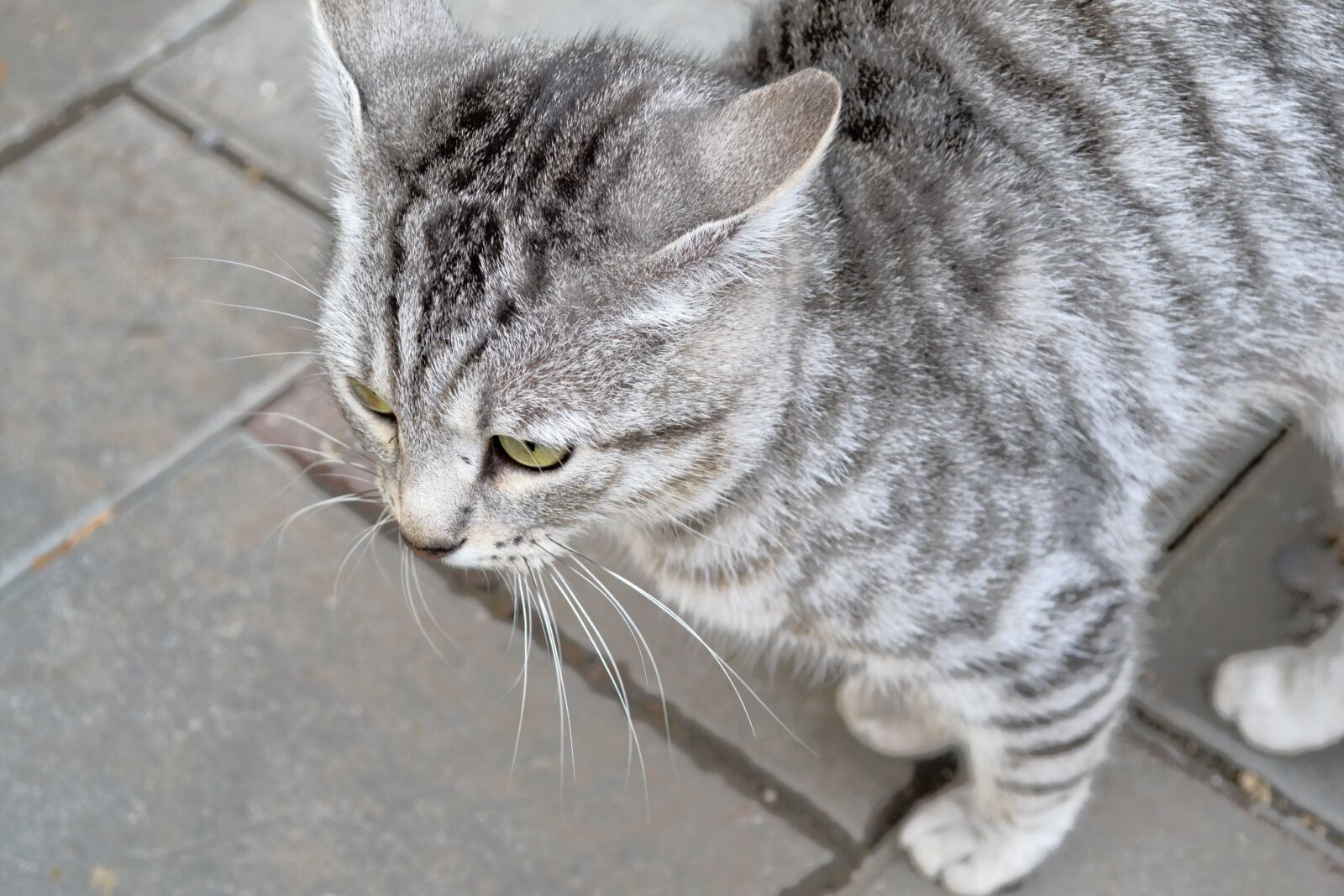 Nikon D3100 sample photo. Cats, animals, cat photography