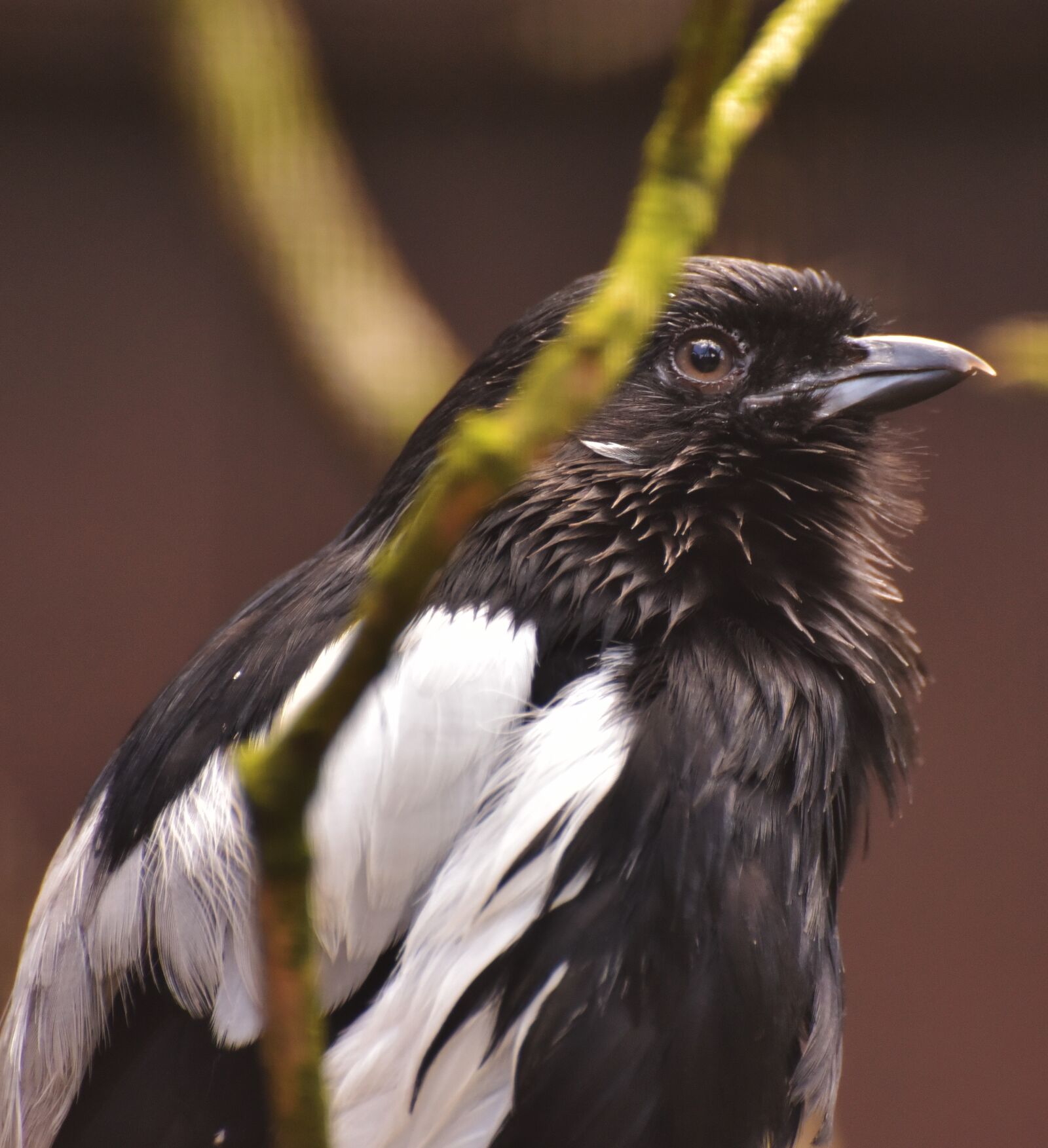 Nikon D750 sample photo. Bird, bill, animal photography