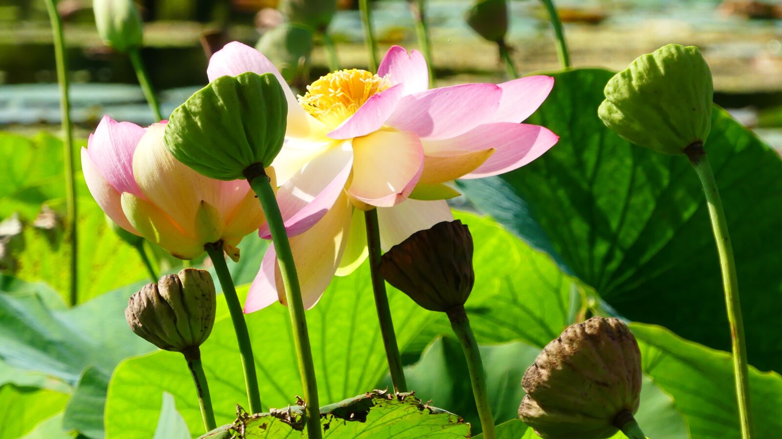 Panasonic Lumix DMC-FZ300 sample photo. Lotus, flower, aquatic plant photography