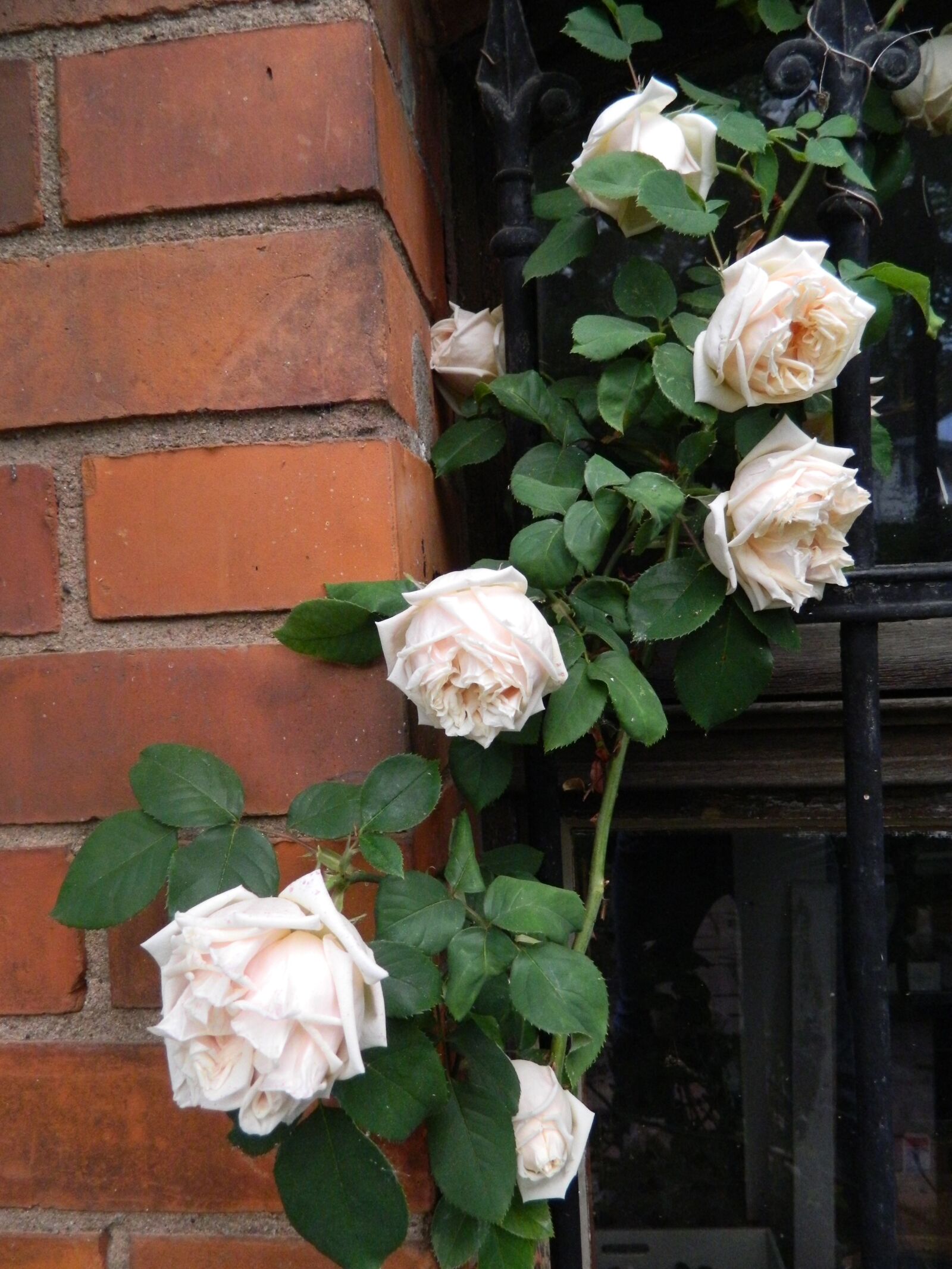 Nikon Coolpix L120 sample photo. Climbing rose, romantic, rose photography