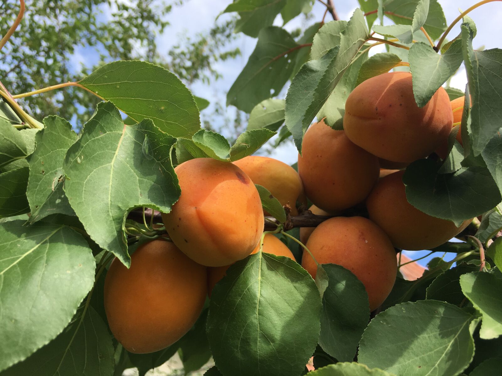 Apple iPhone 6s sample photo. Peach, gyomolcs, apricot photography