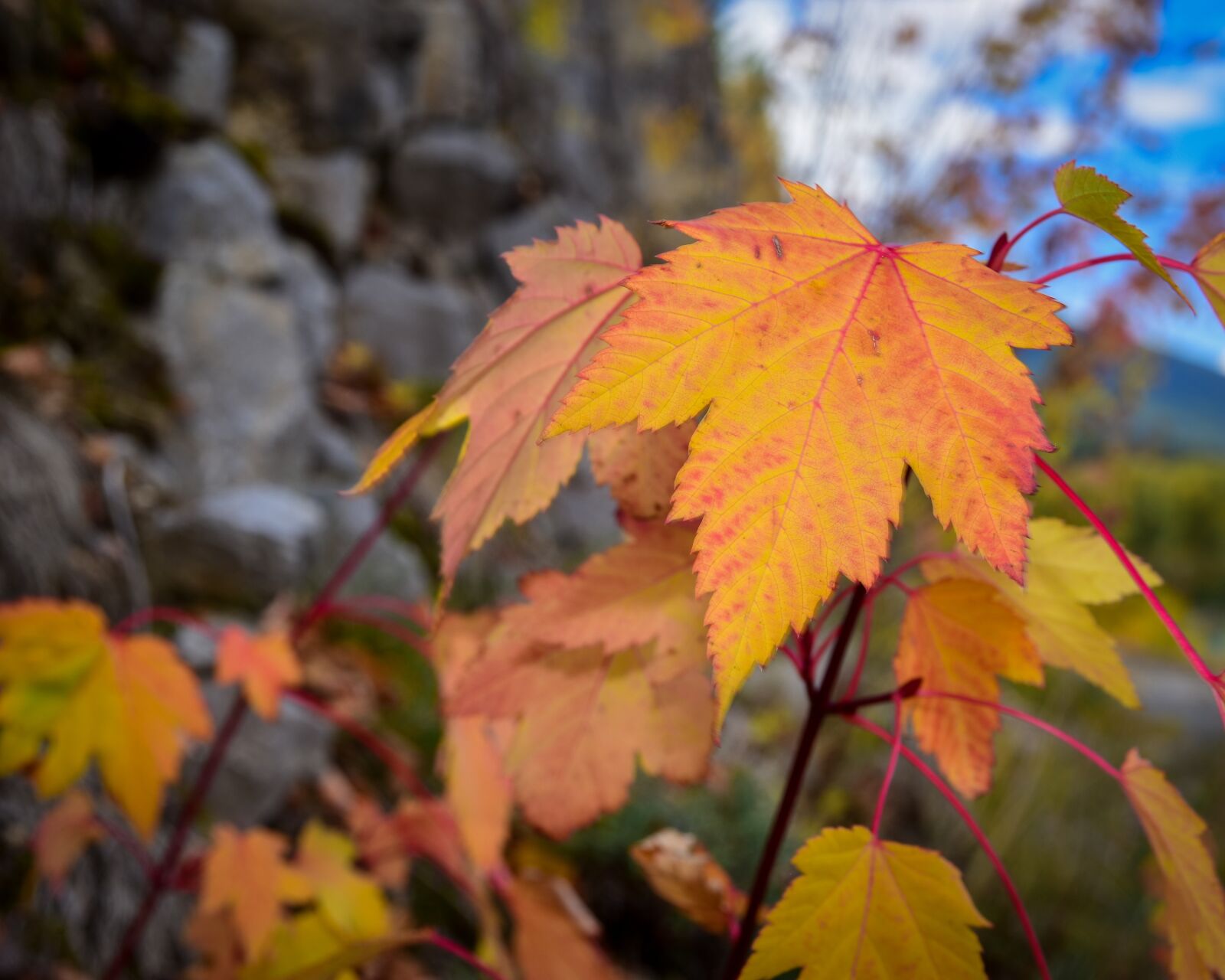 Nikon D7200 sample photo. Maple leaf, fall, color photography