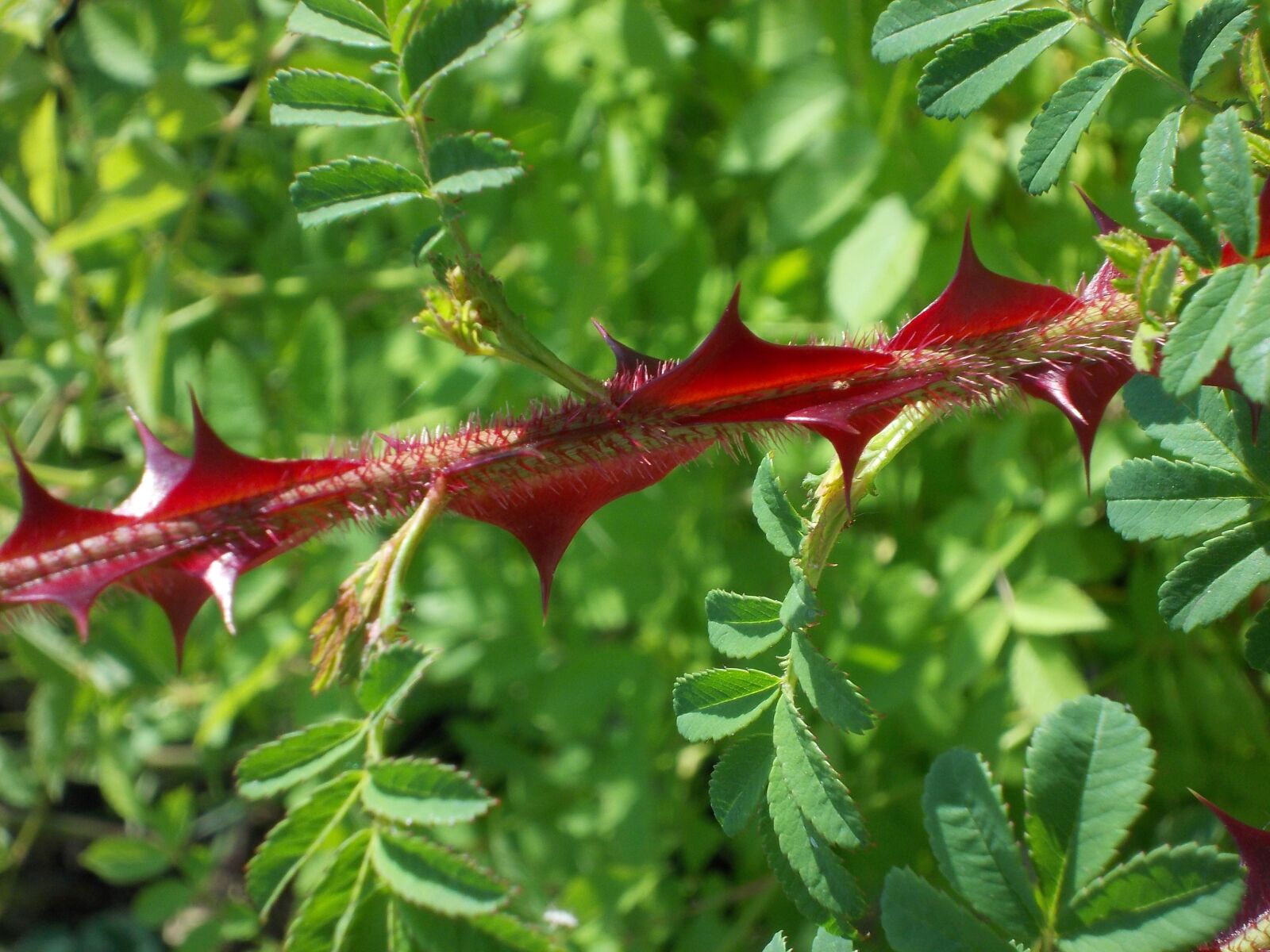 Nikon COOLPIX L25 sample photo. Barbed rose, wild rose photography