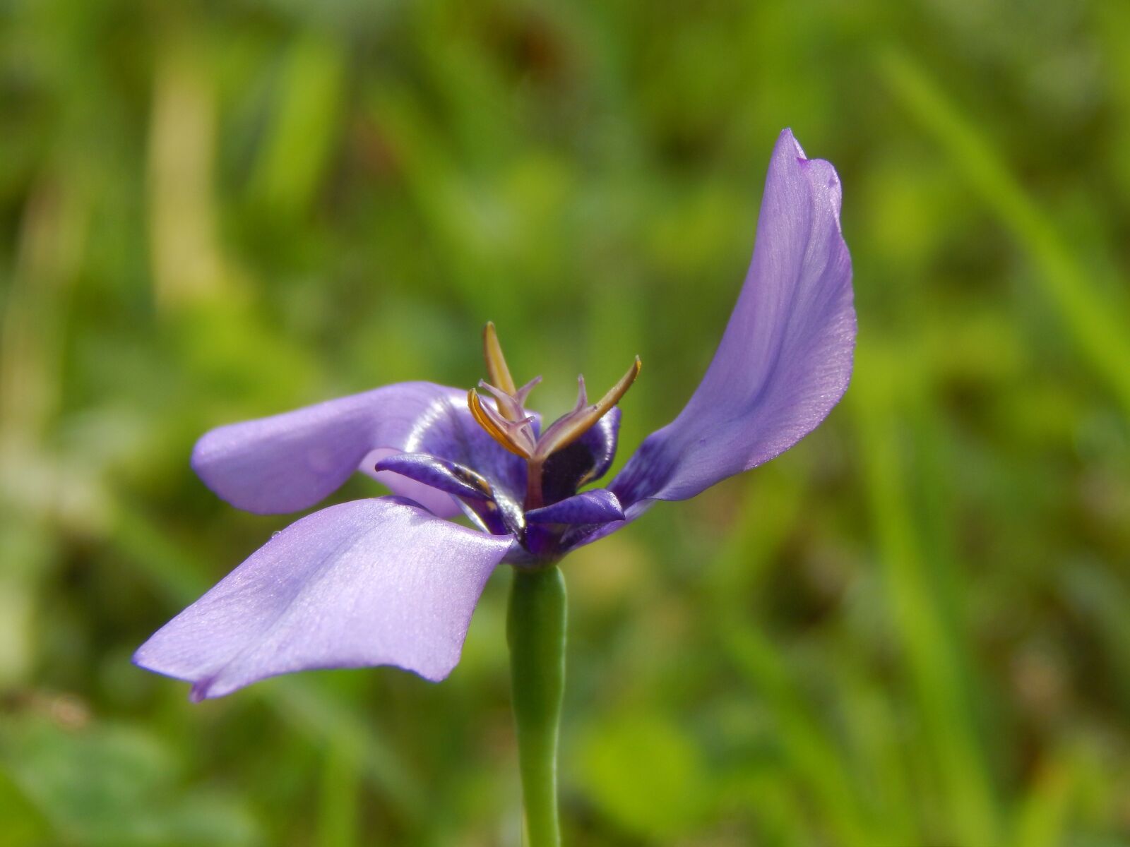 Nikon Coolpix L820 sample photo. Flower, violet, flower helix photography